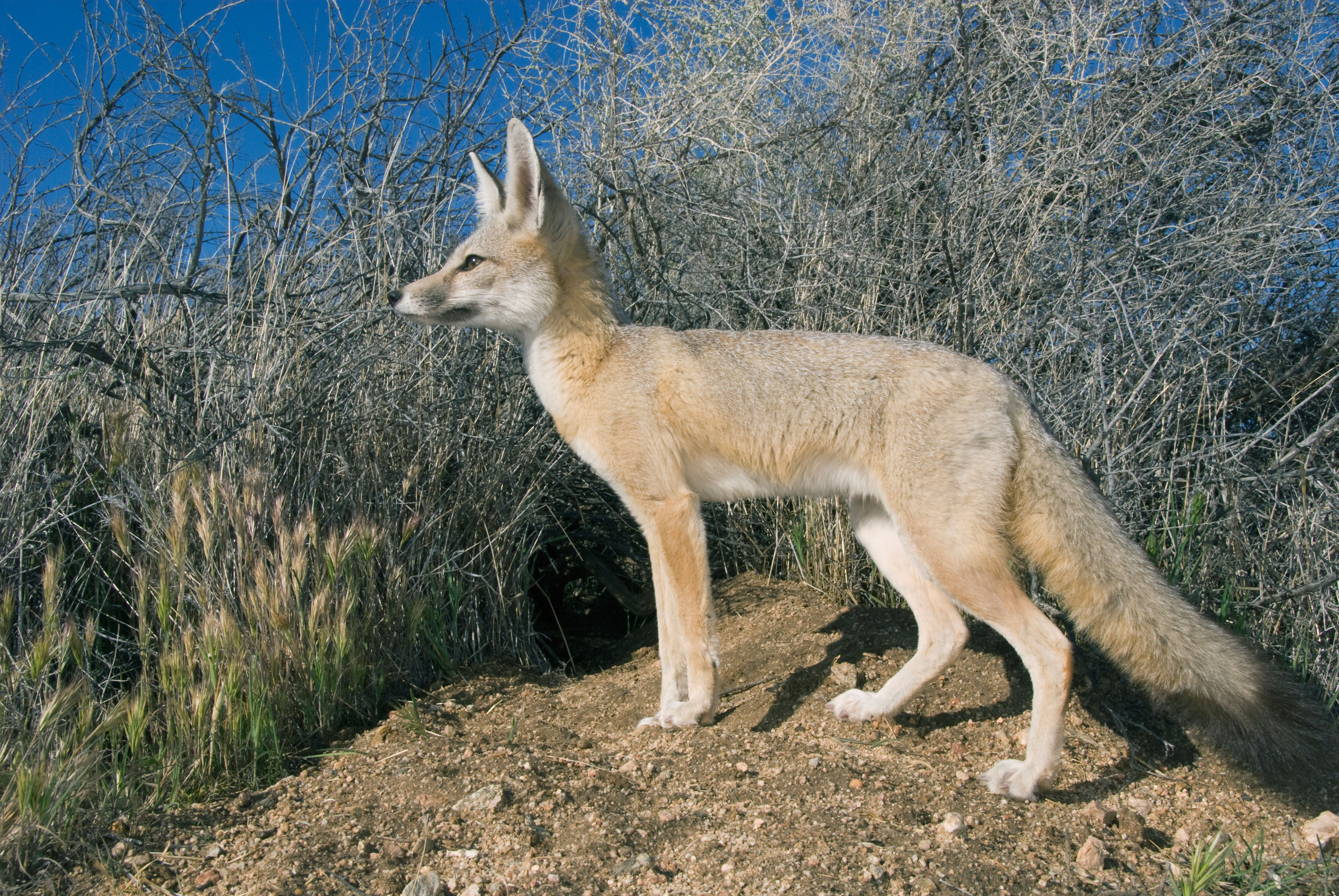 San Joaquin kit fox