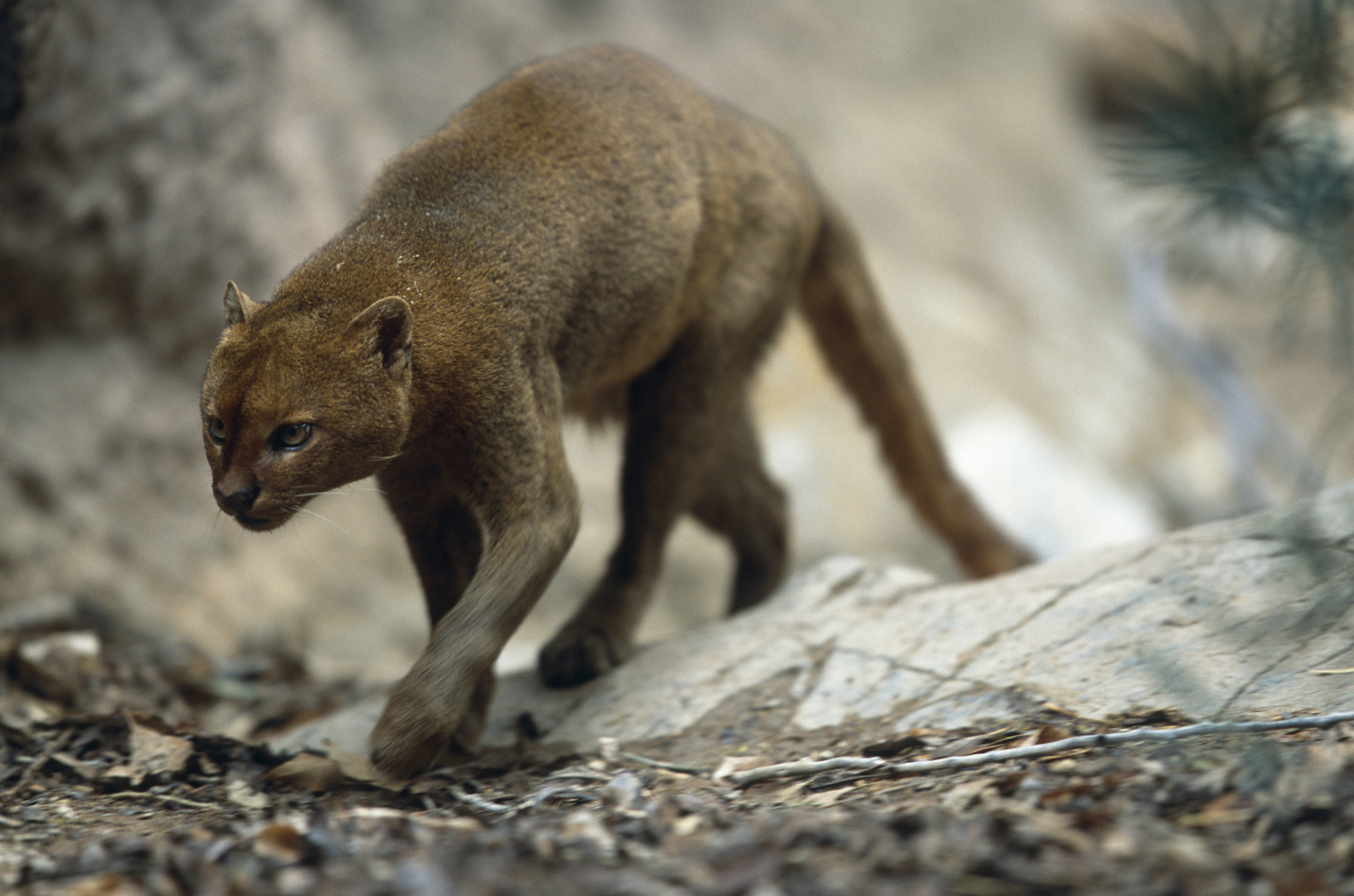 The Jaguarundi is a wild cat of the Americas.