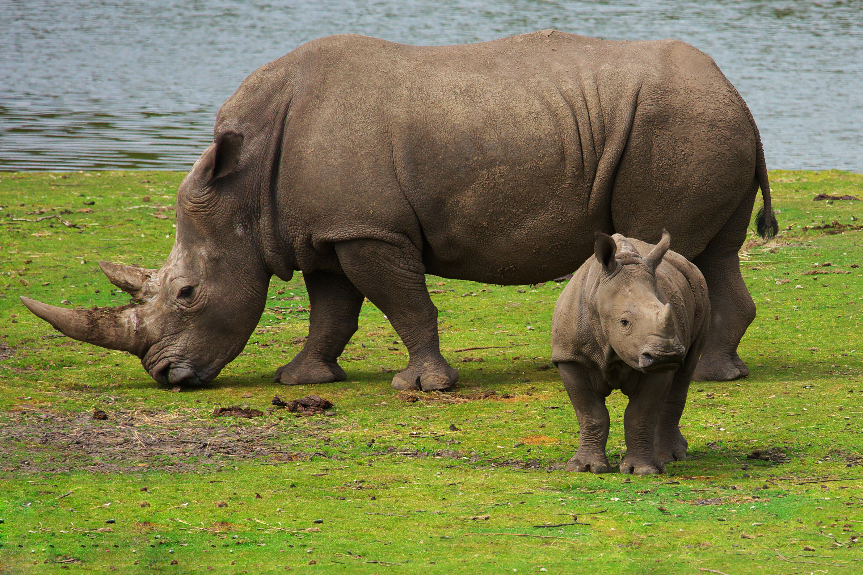 Rhinoceros and calf