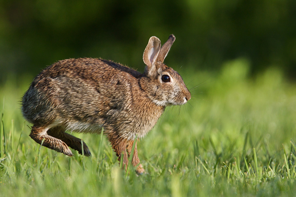 Eastern cottontail rabbit