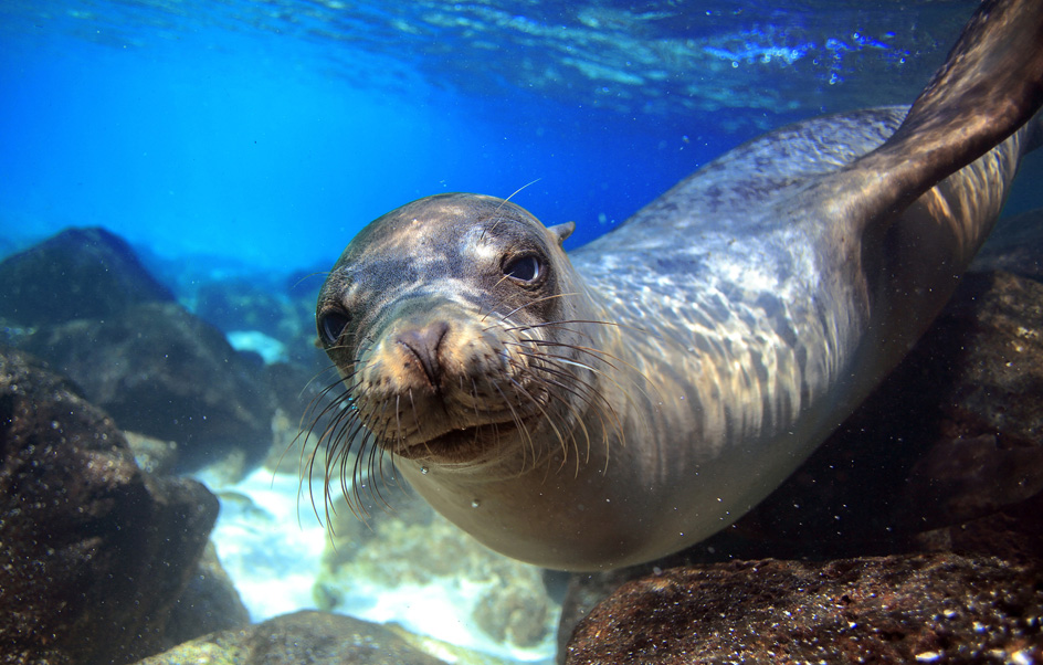 Sea lion