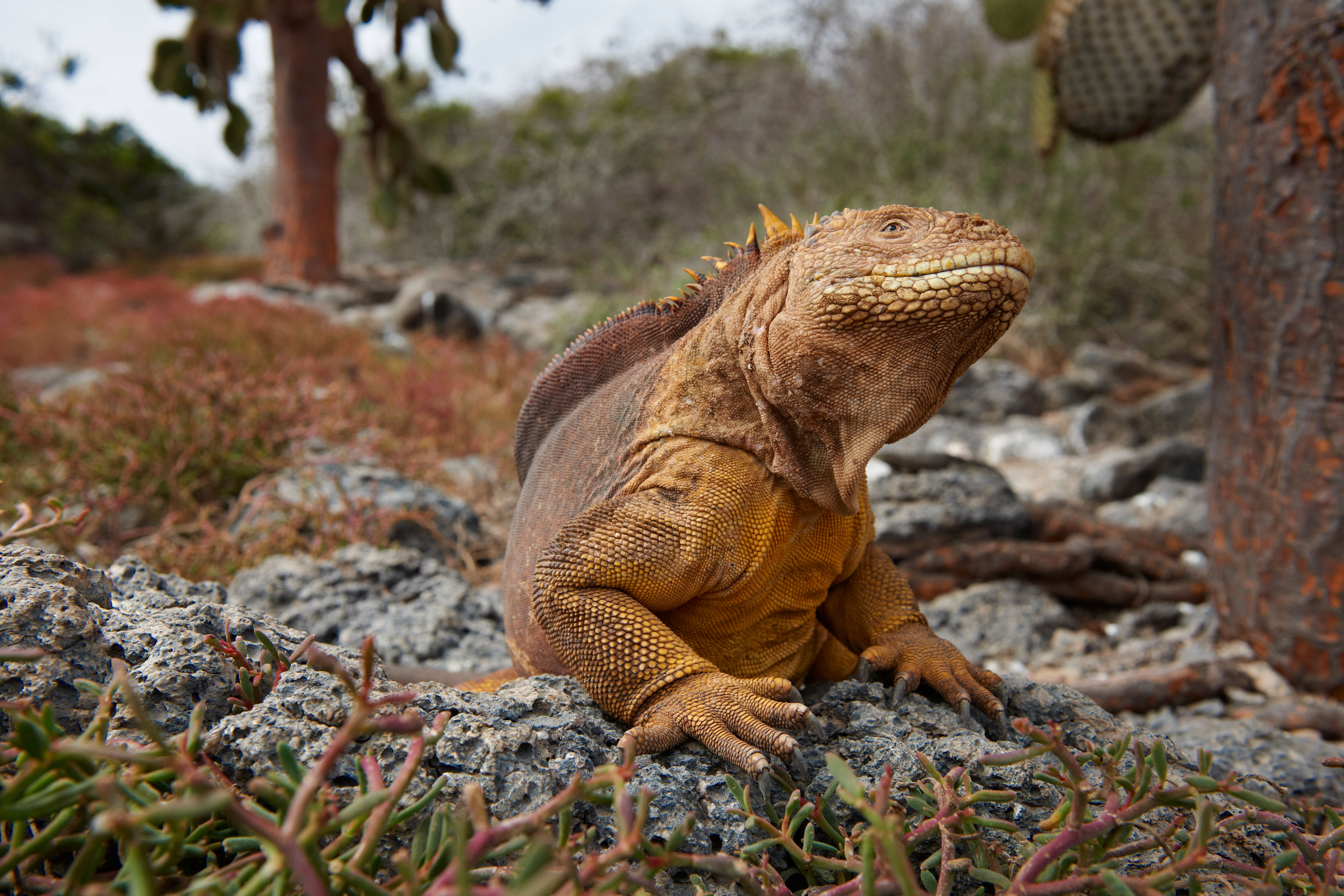 Land iguana