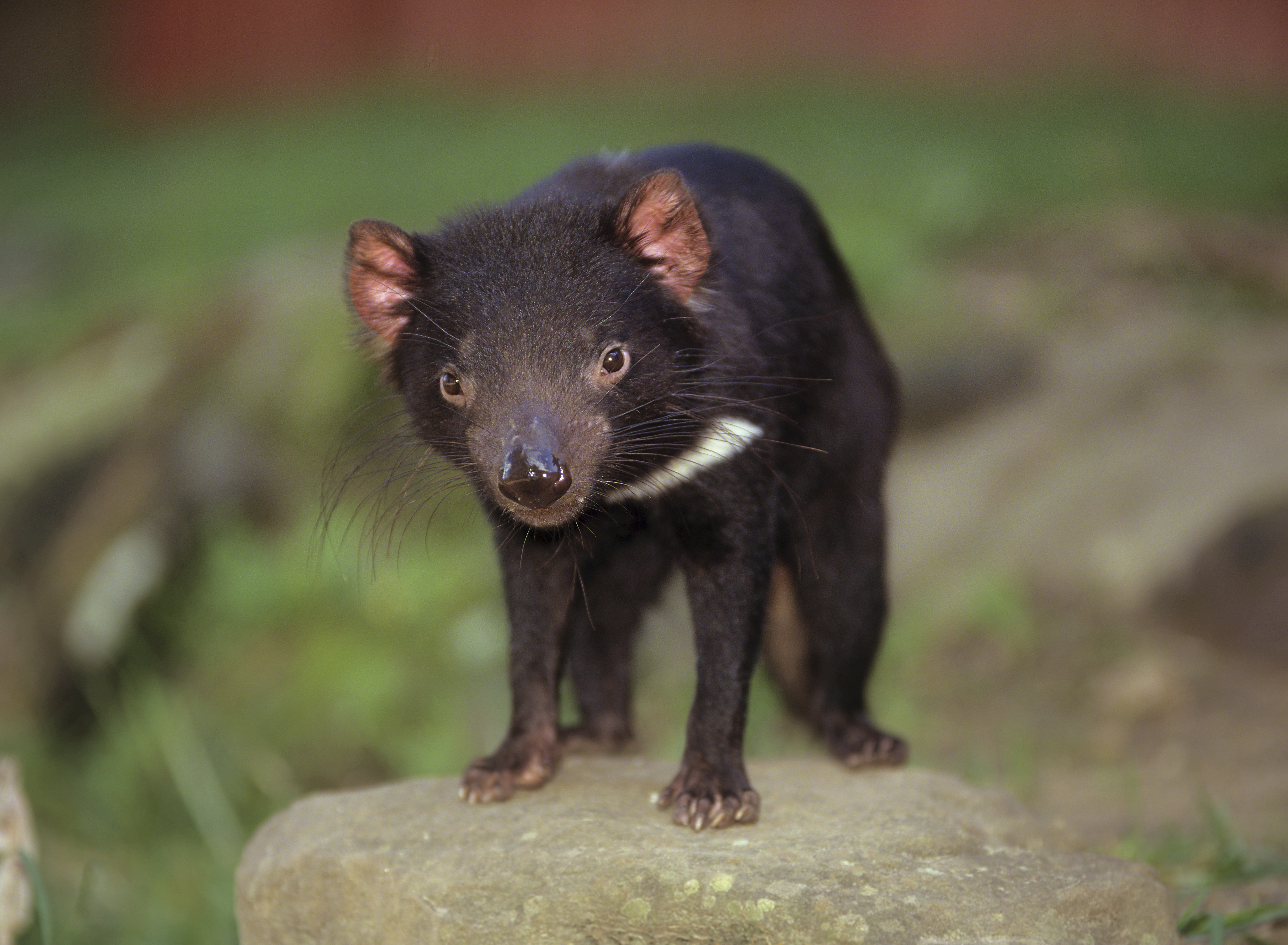 Tasmanian devil