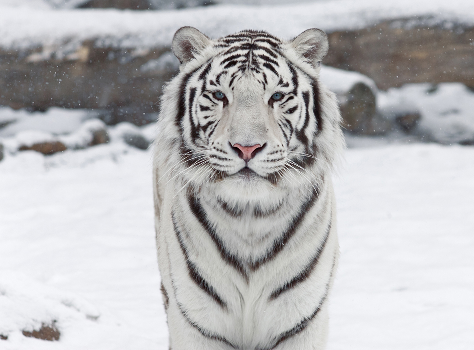 White tiger