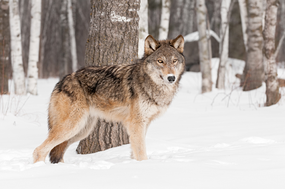 Timber wolf