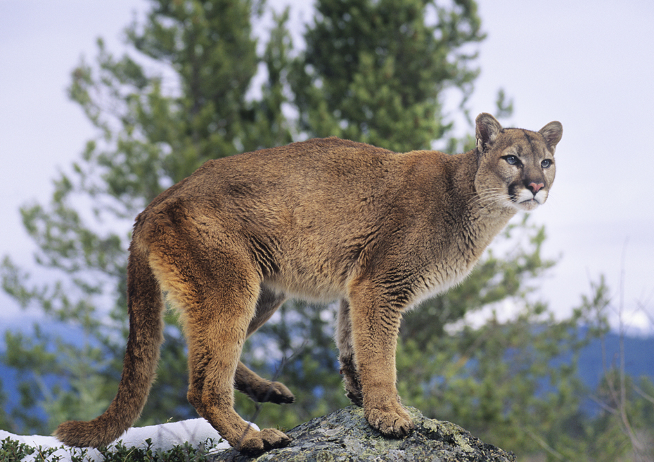 Mountain lion