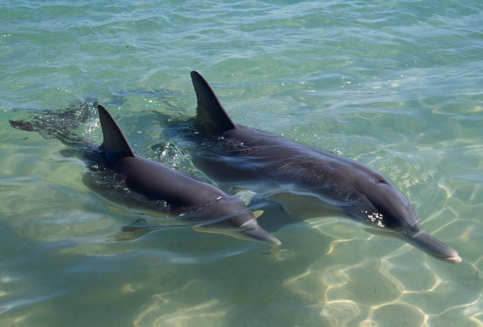 Mother and baby dolphin