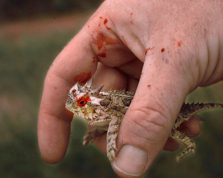 Horned lizard sprays blood