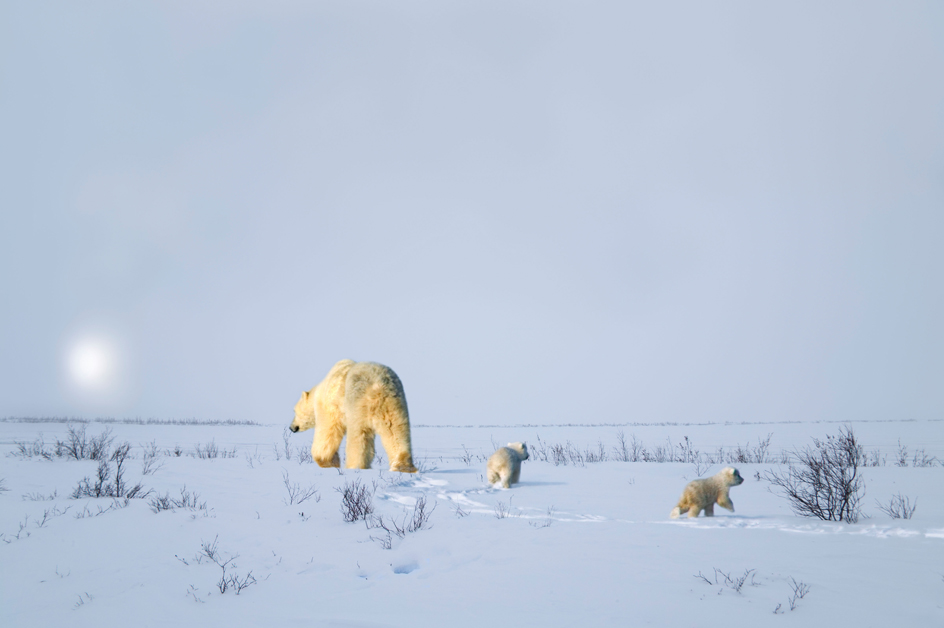 Hudson Bay Lowland