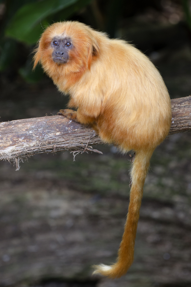 Lion tamarin