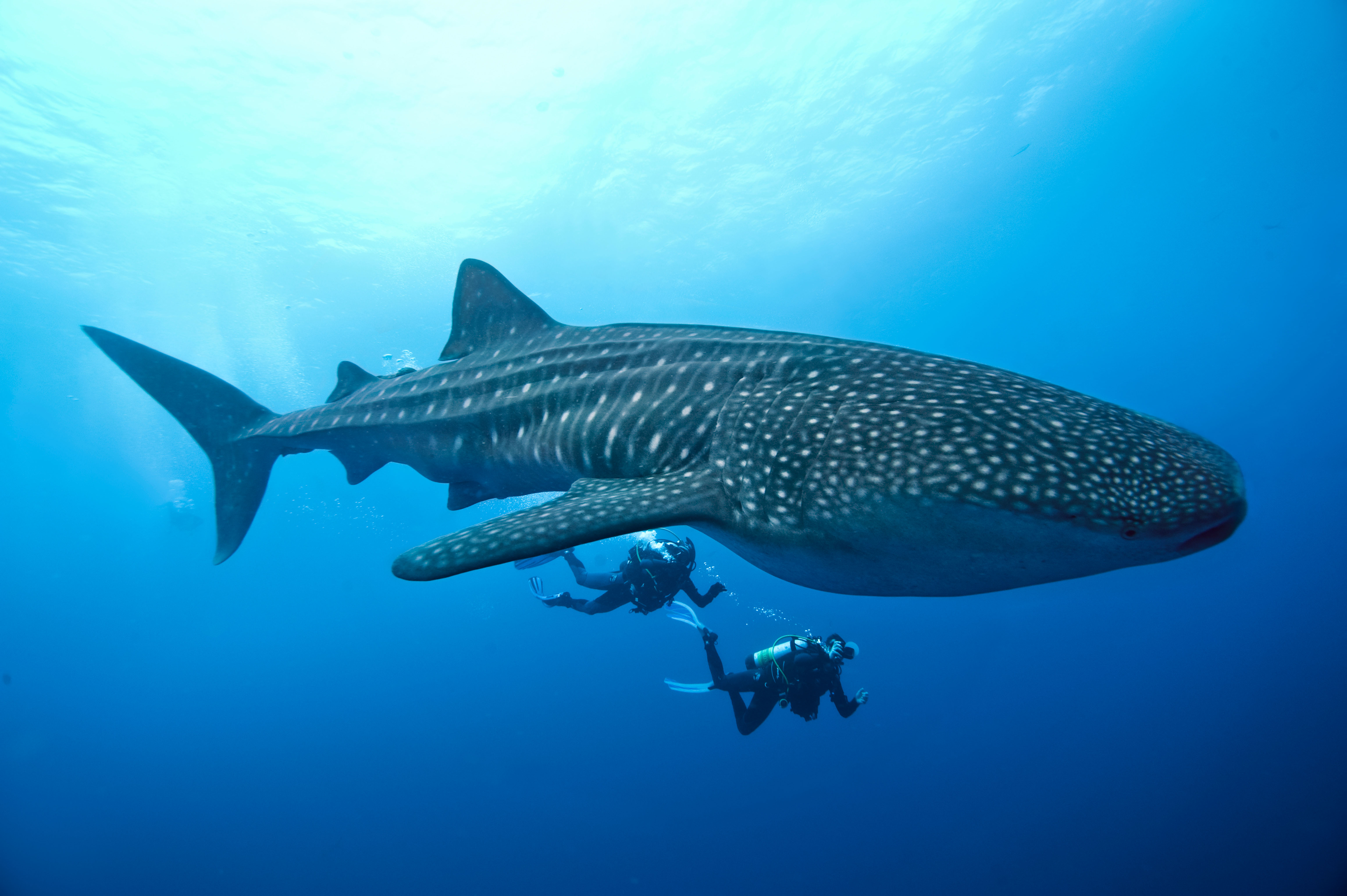 Whale shark