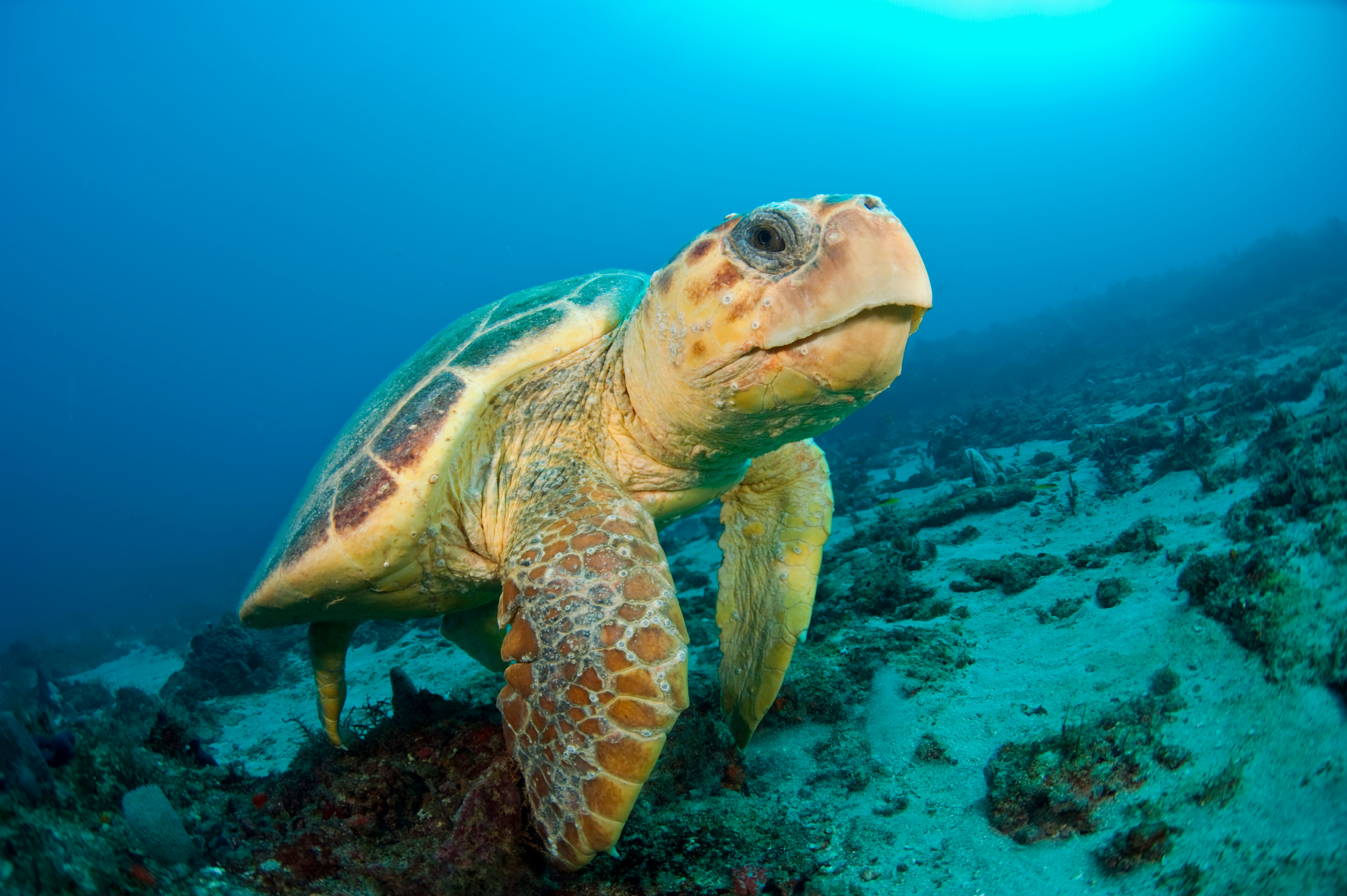 Loggerhead sea turtle