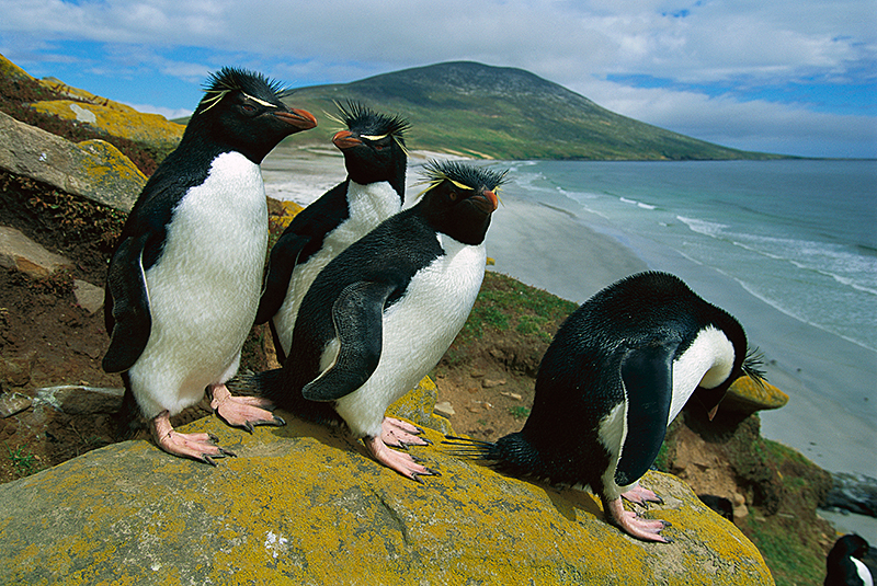 Southern rockhopper penguins