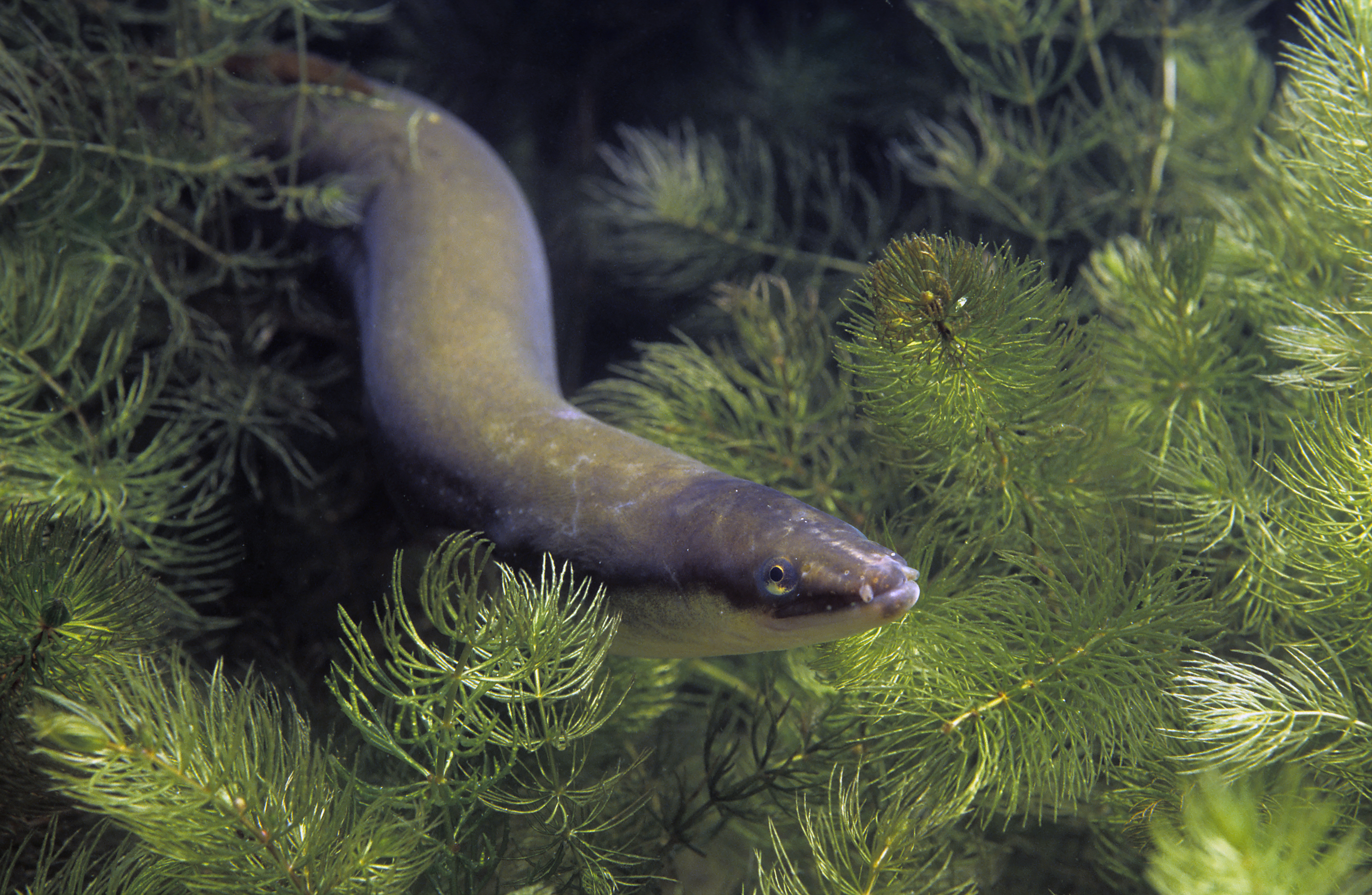 European eel