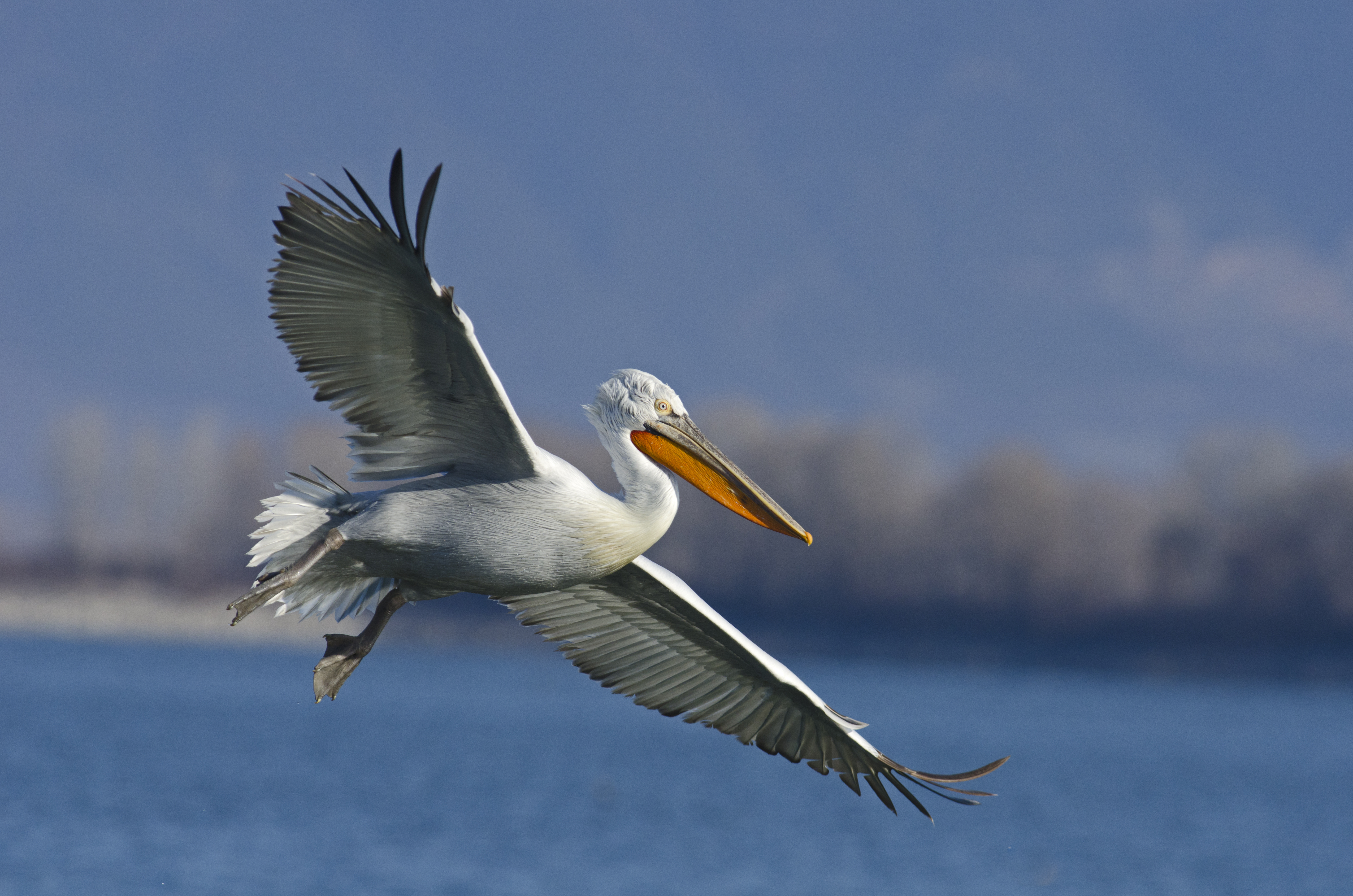 Dalmatian pelican