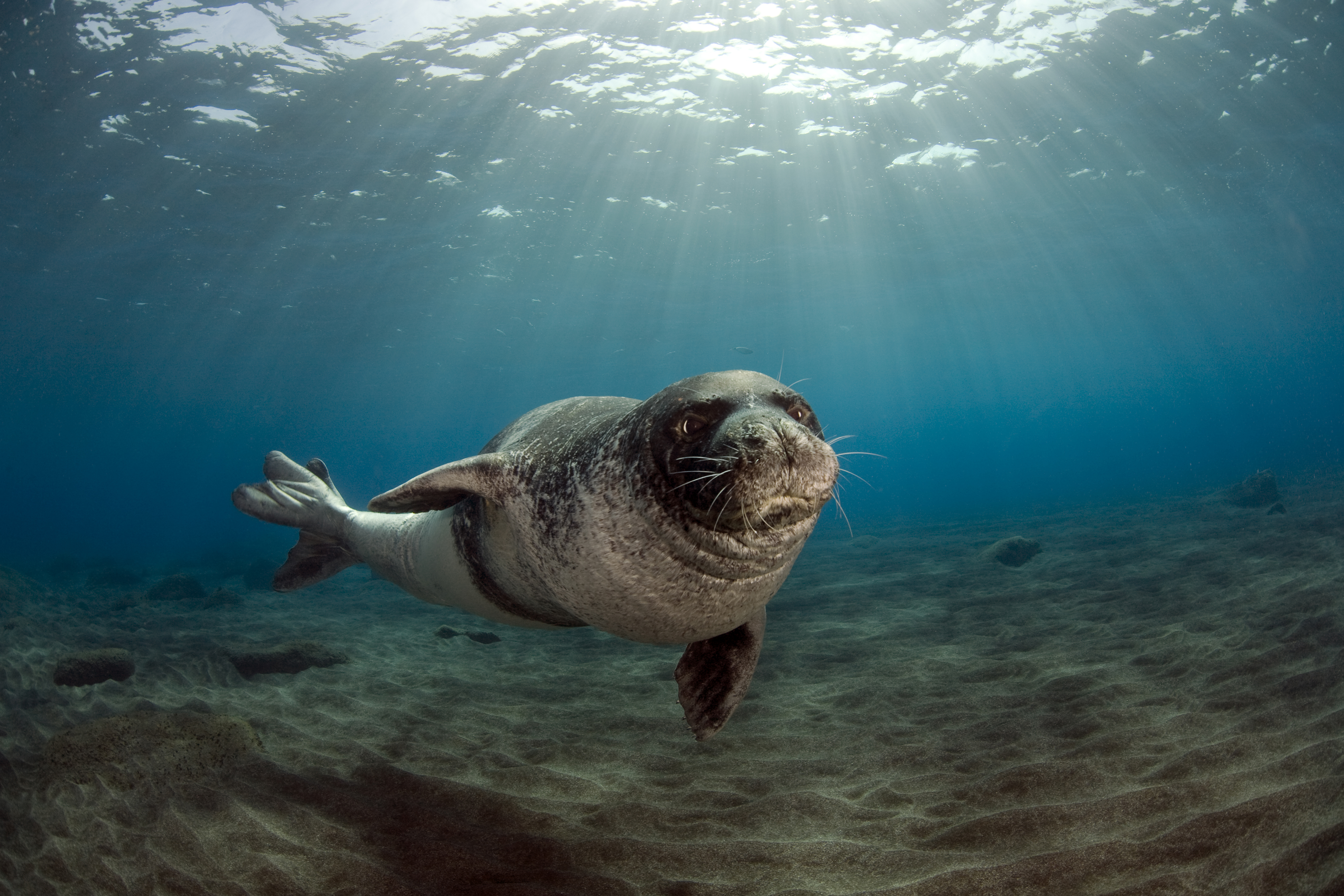 Mediterranean monk seal