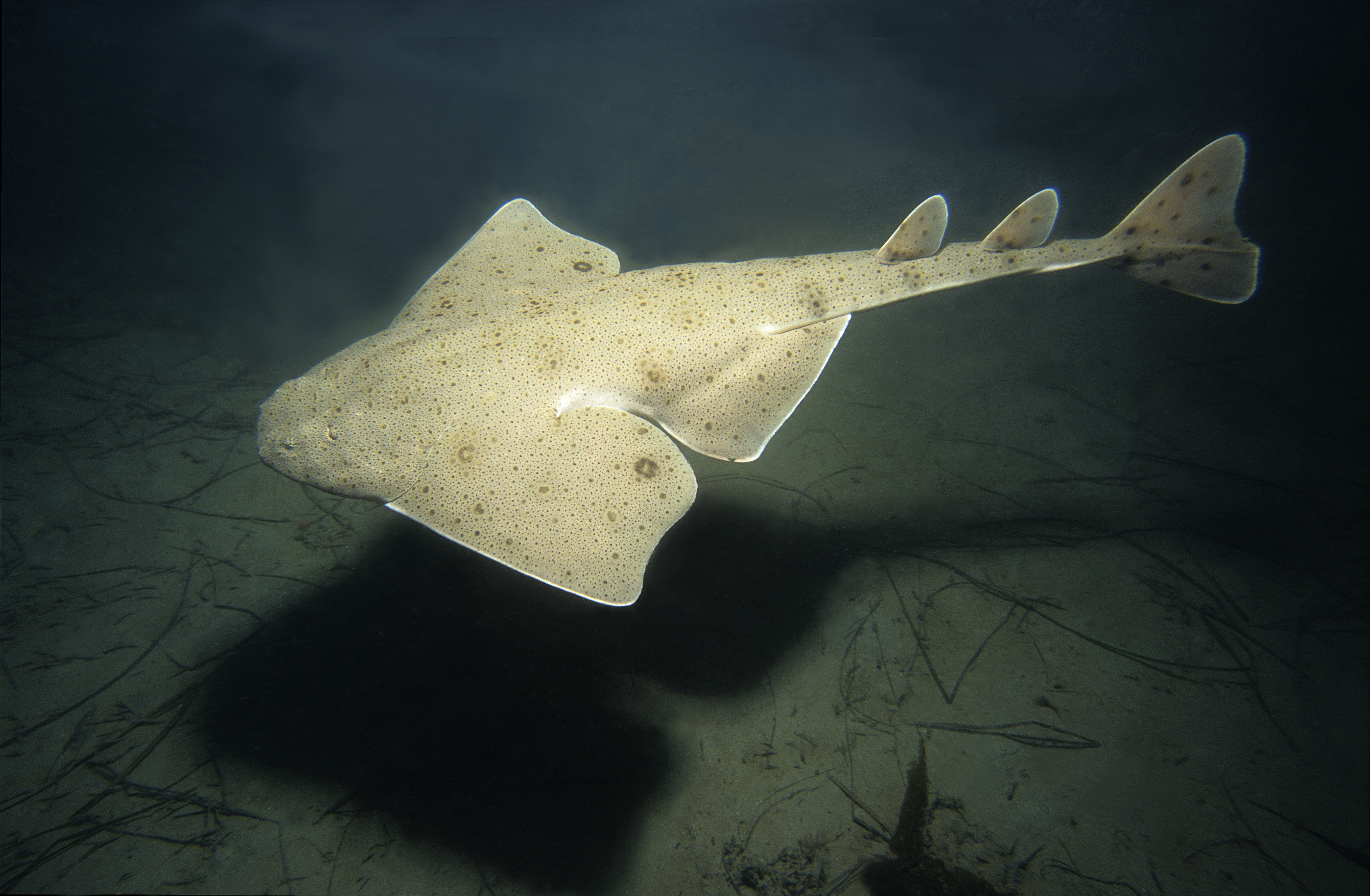 Pacific Angel shark