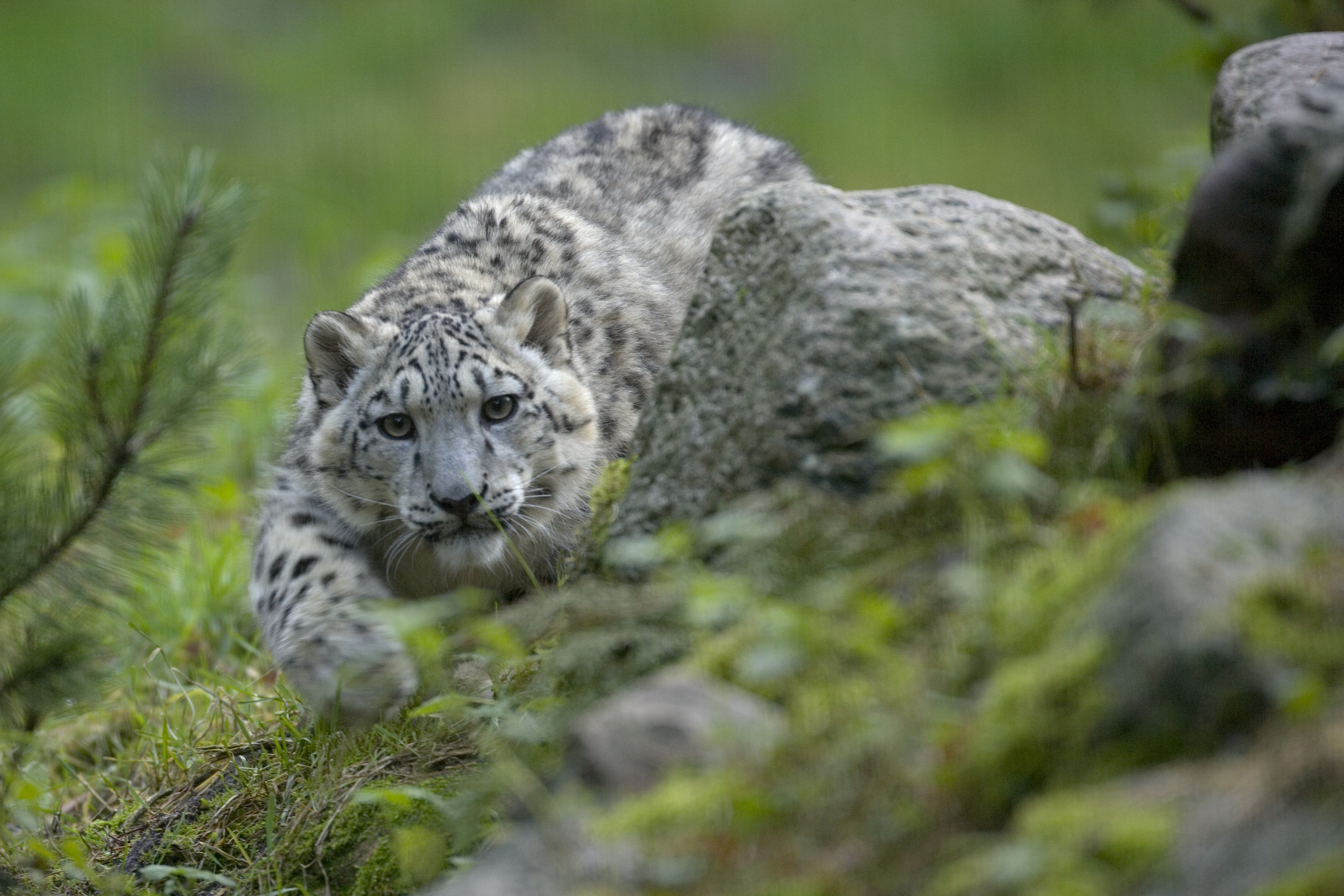 Snow leopard stalking prey