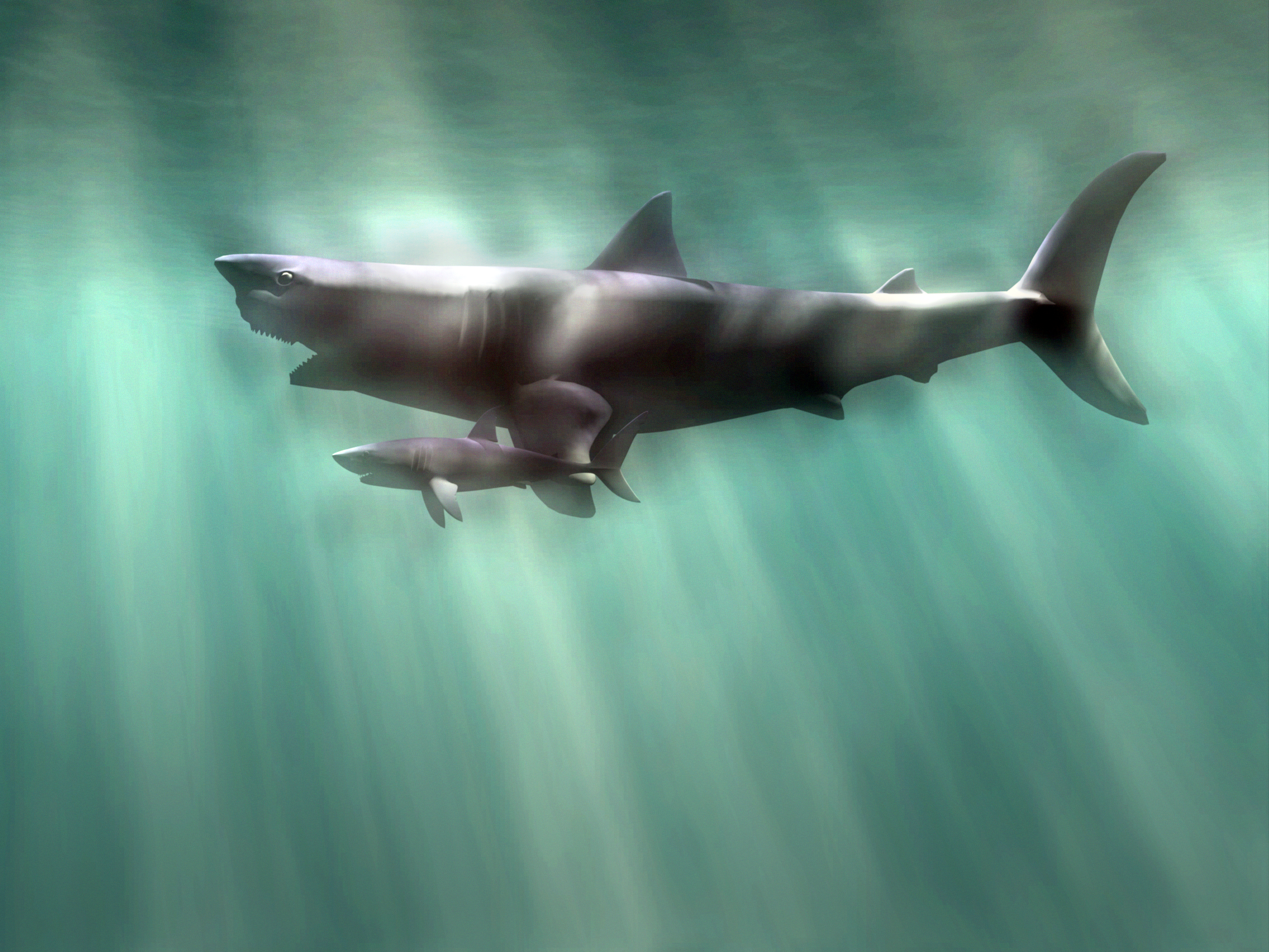 Illustration of a Megalodon shark and great white shark shown for scale