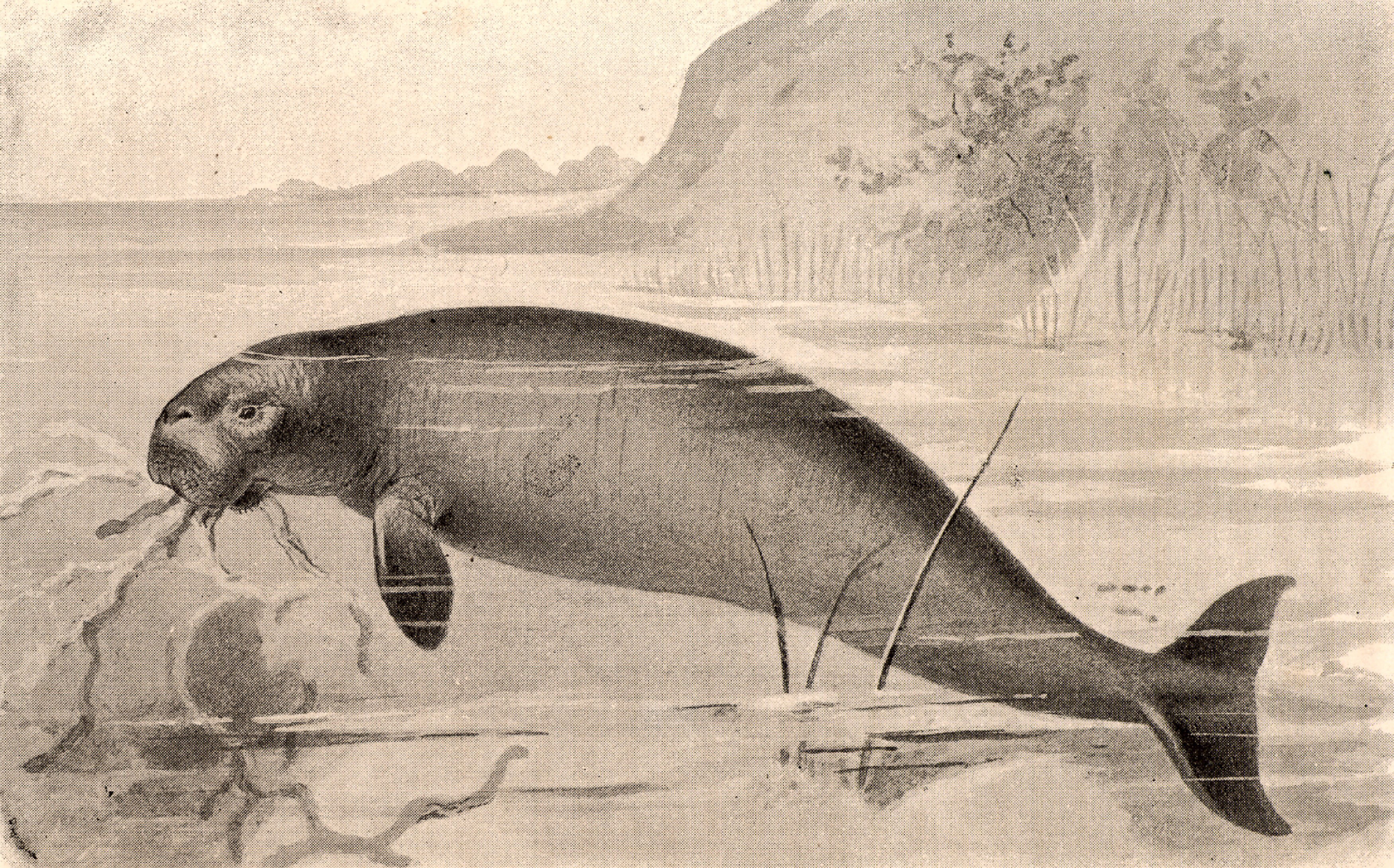 Steller's sea cow