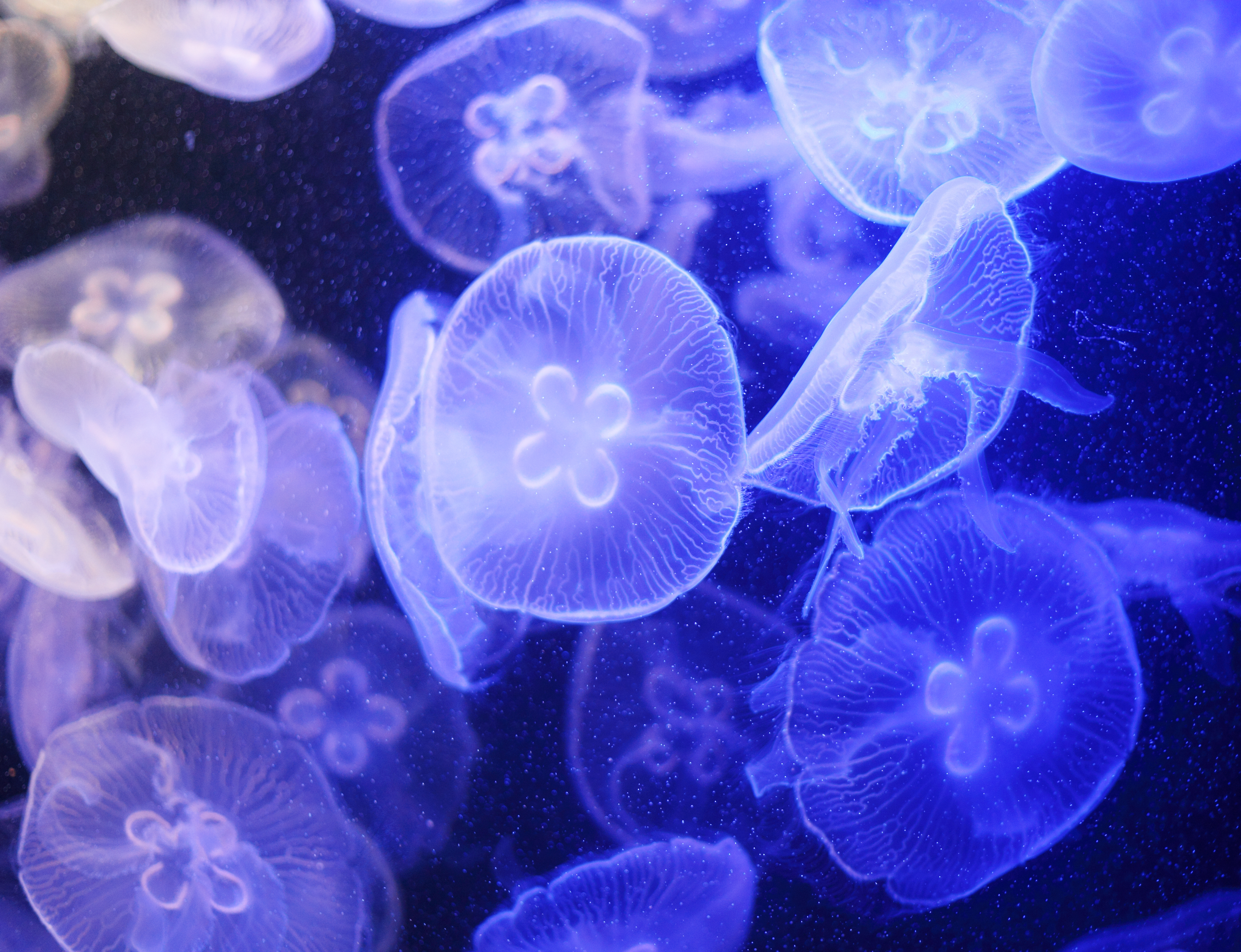 Moon jellyfish