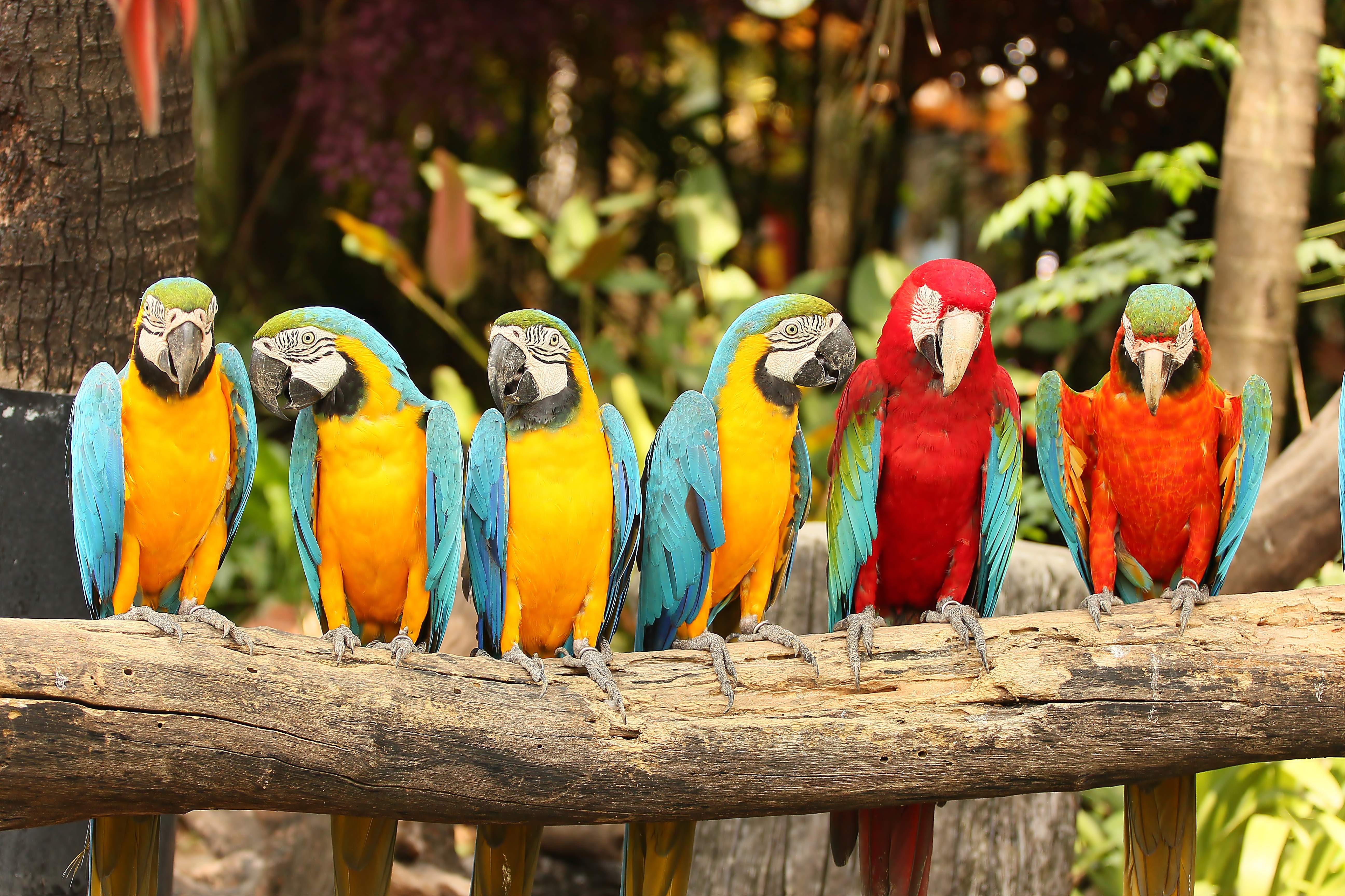 Macaws perched on a branch