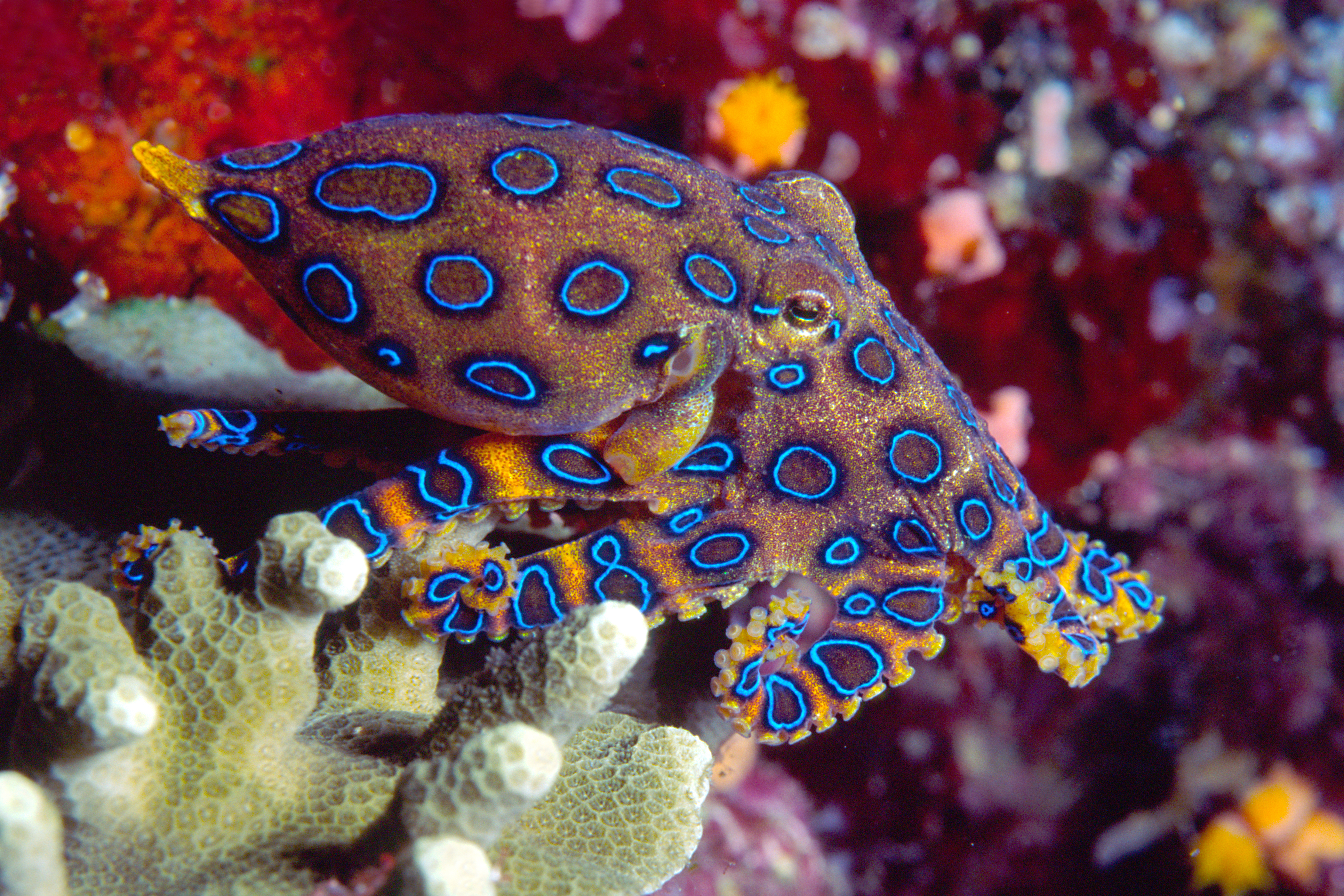 Blue-ringed octopus