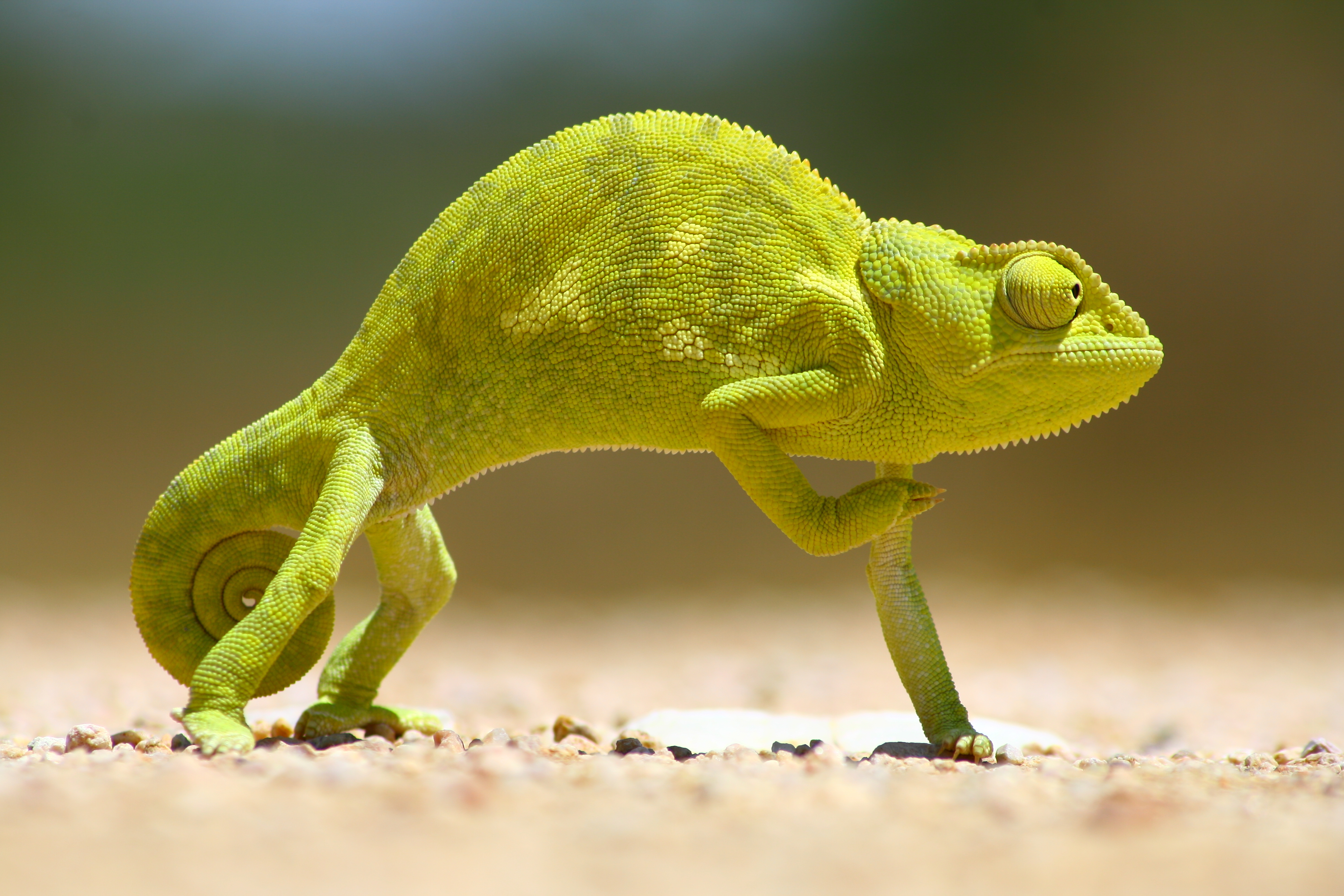 Chameleon