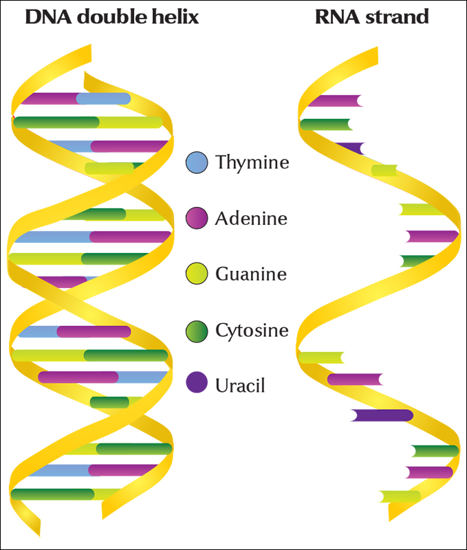 DNA and RNA