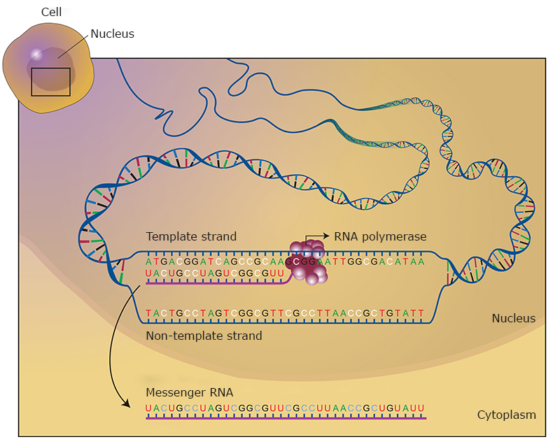 How messenger RNA is formed