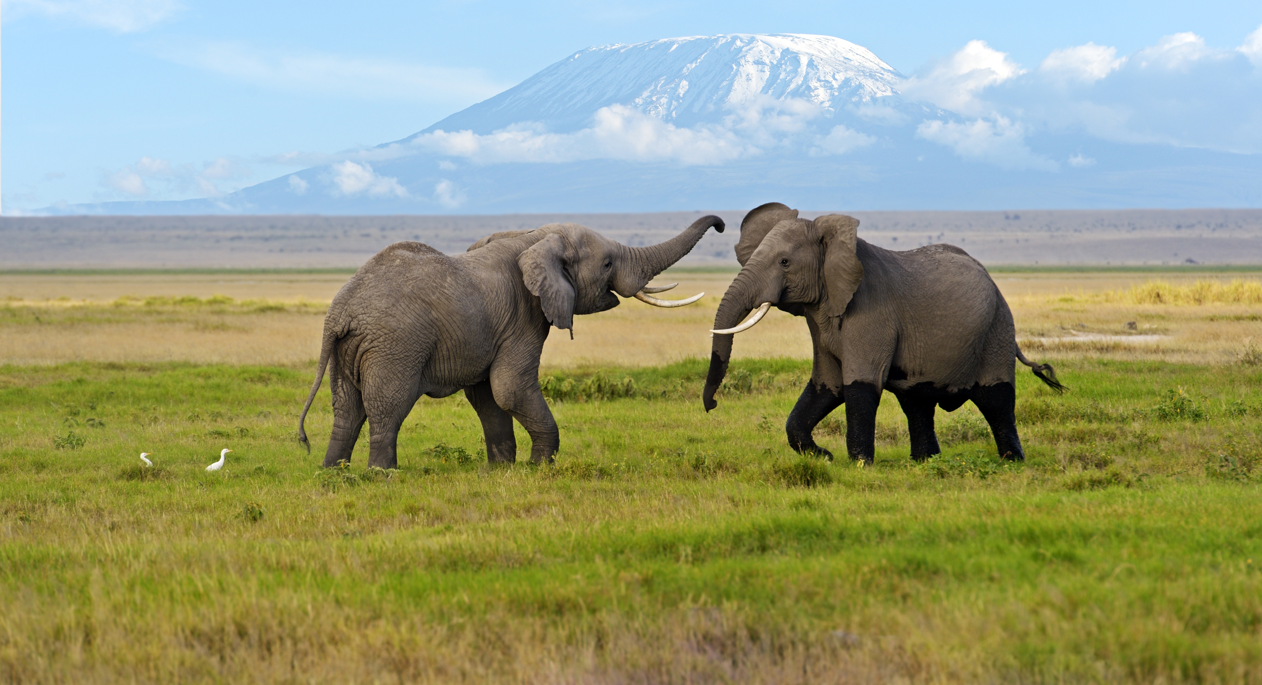 Elephants in Kenya's Amboseli National Park