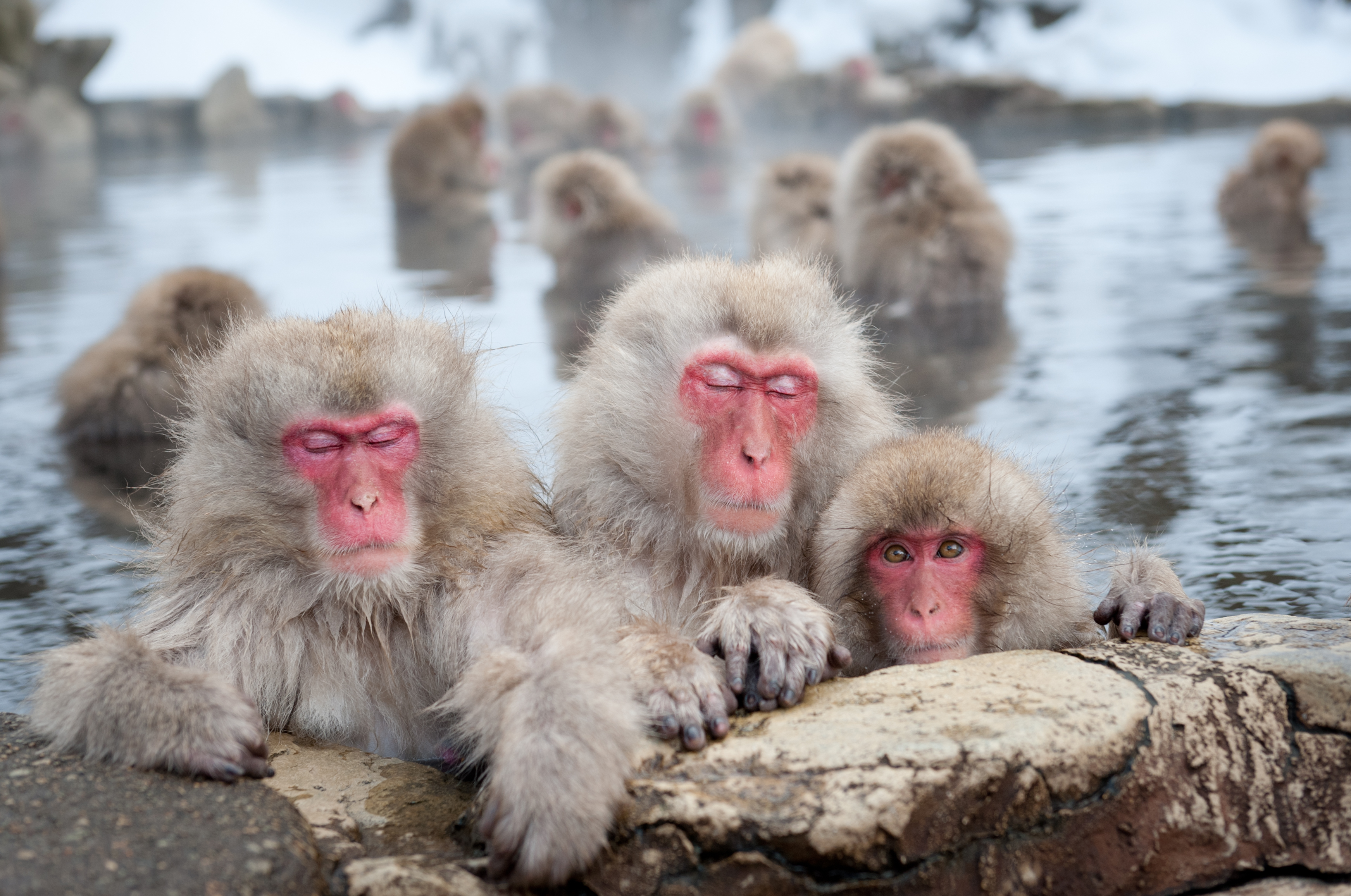 Snow monkeys