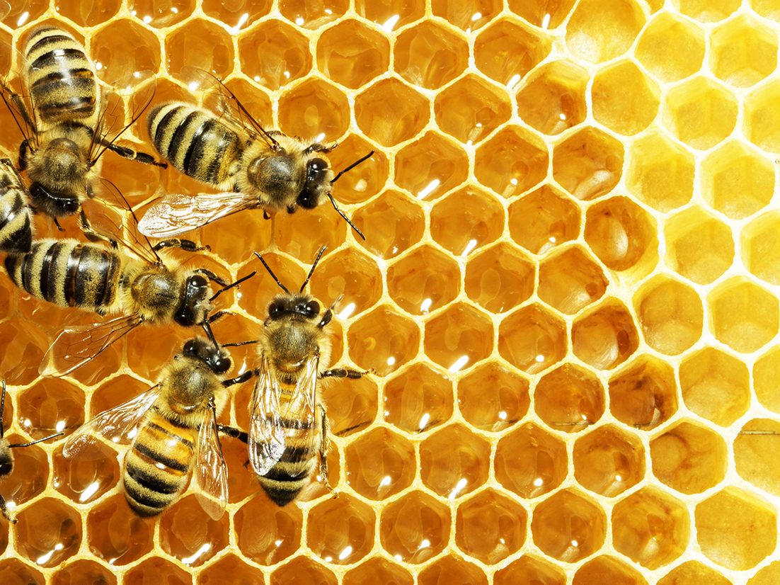 Worker honey bees on a honeycomb