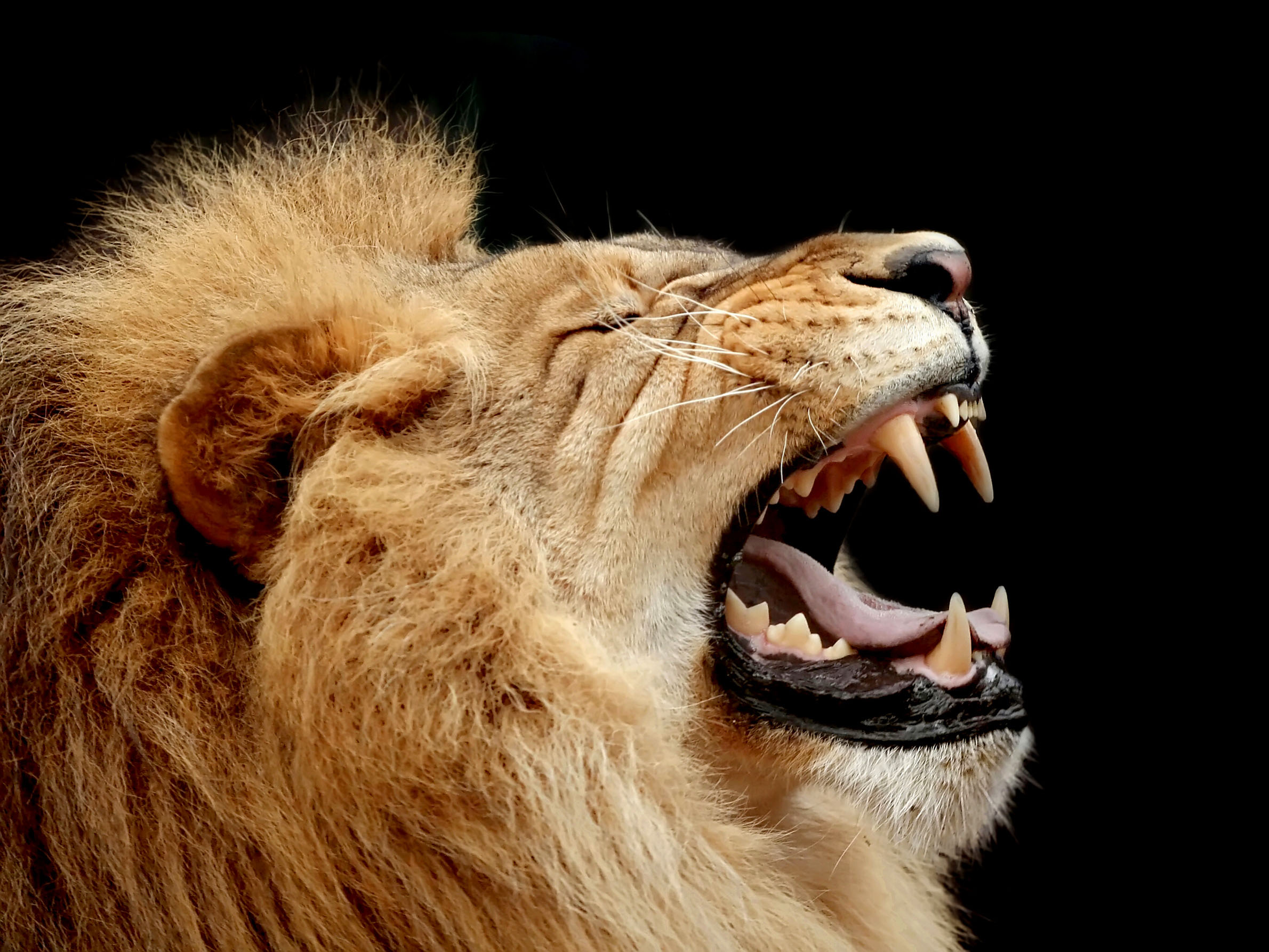 Male lion roaring