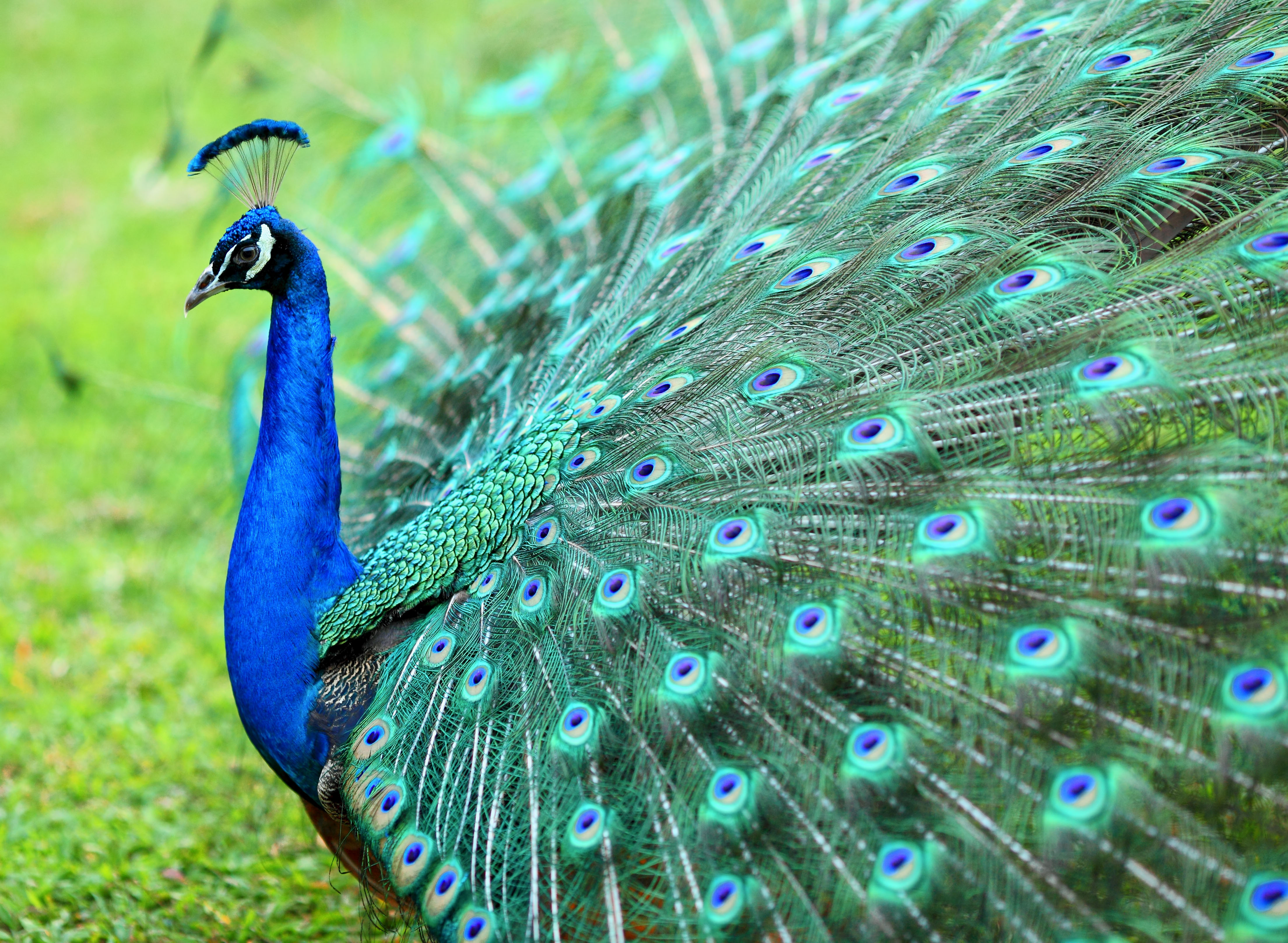 The male peacock