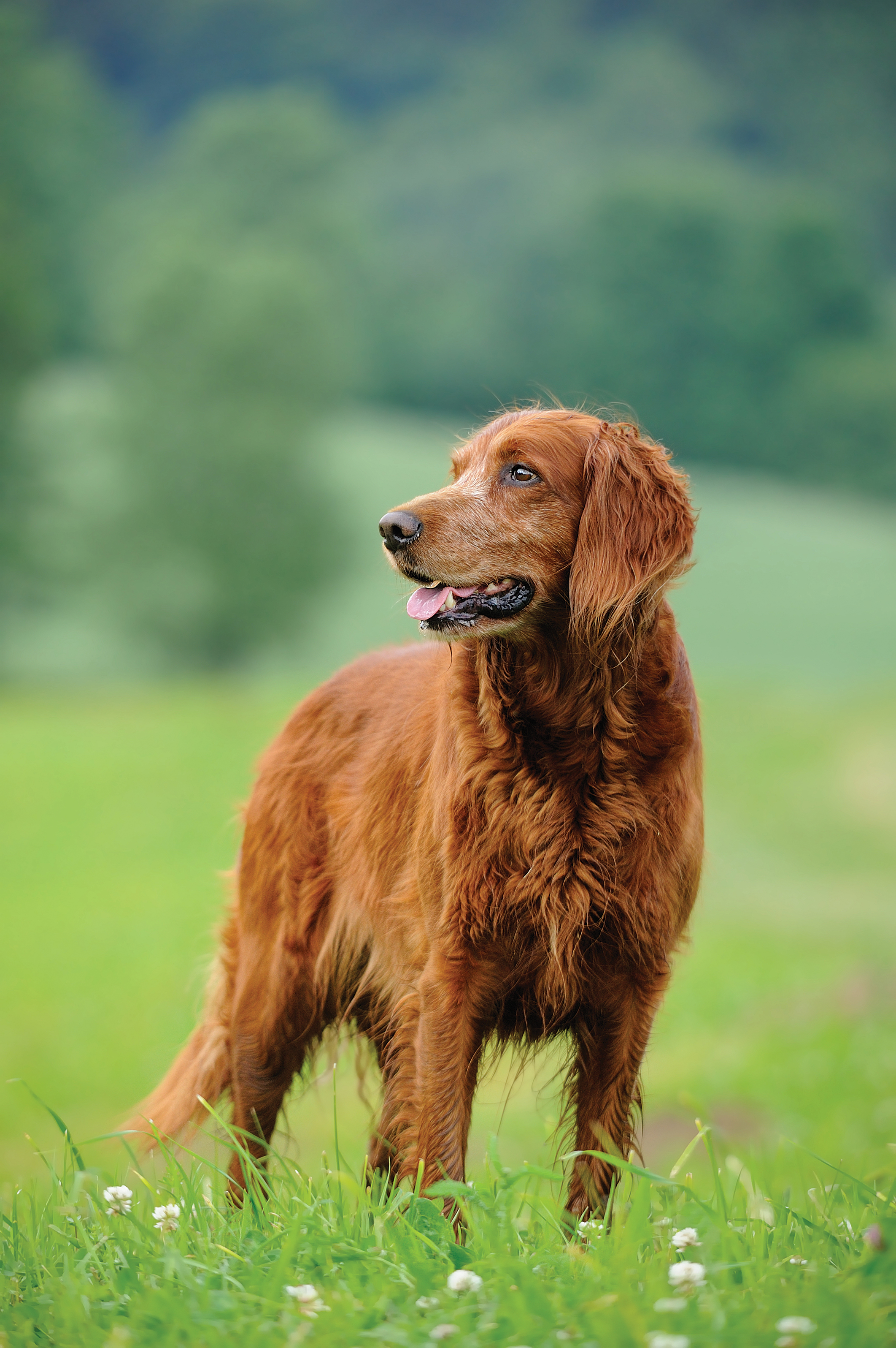 Irish setter