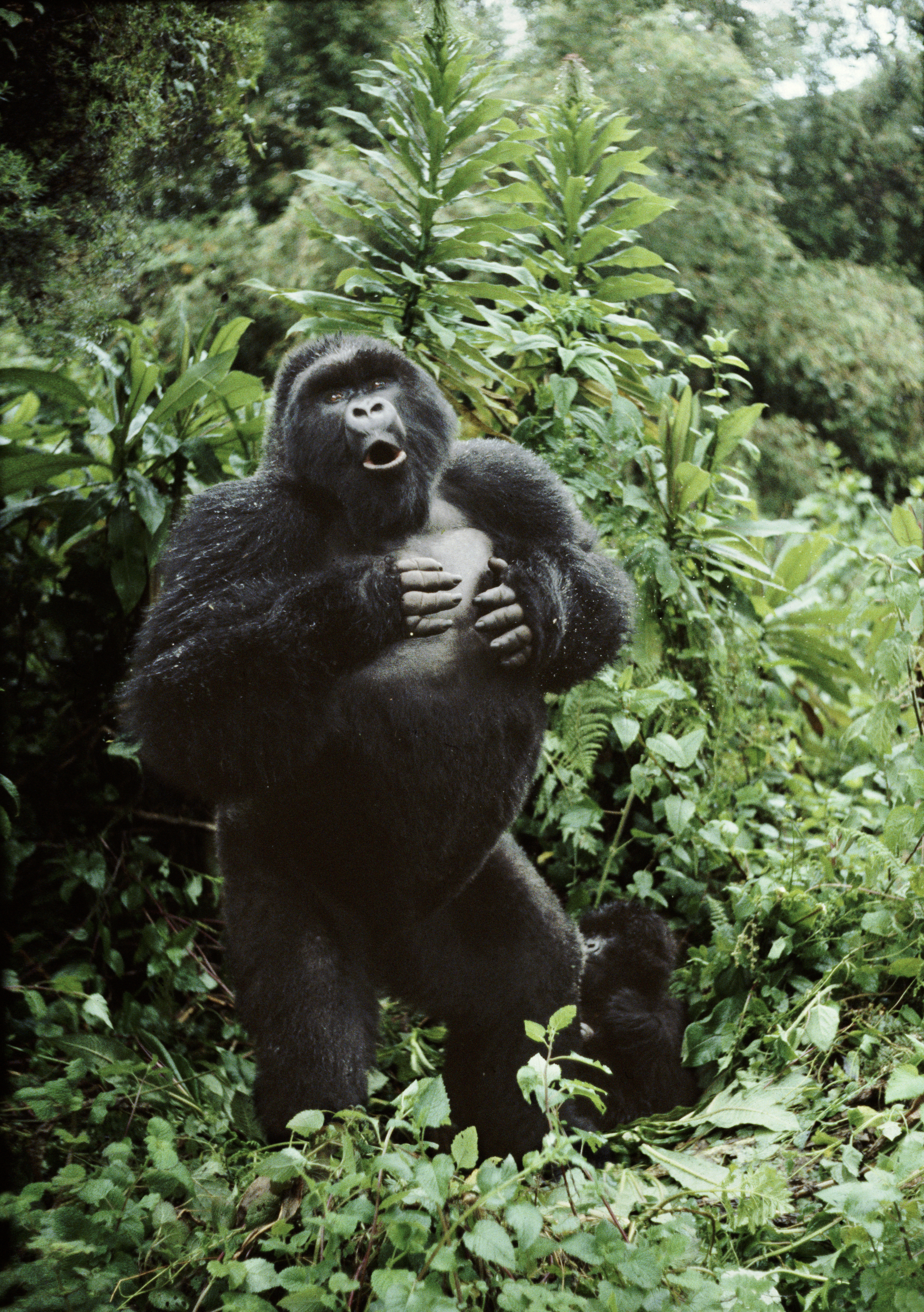 Silverback gorilla beating his chest