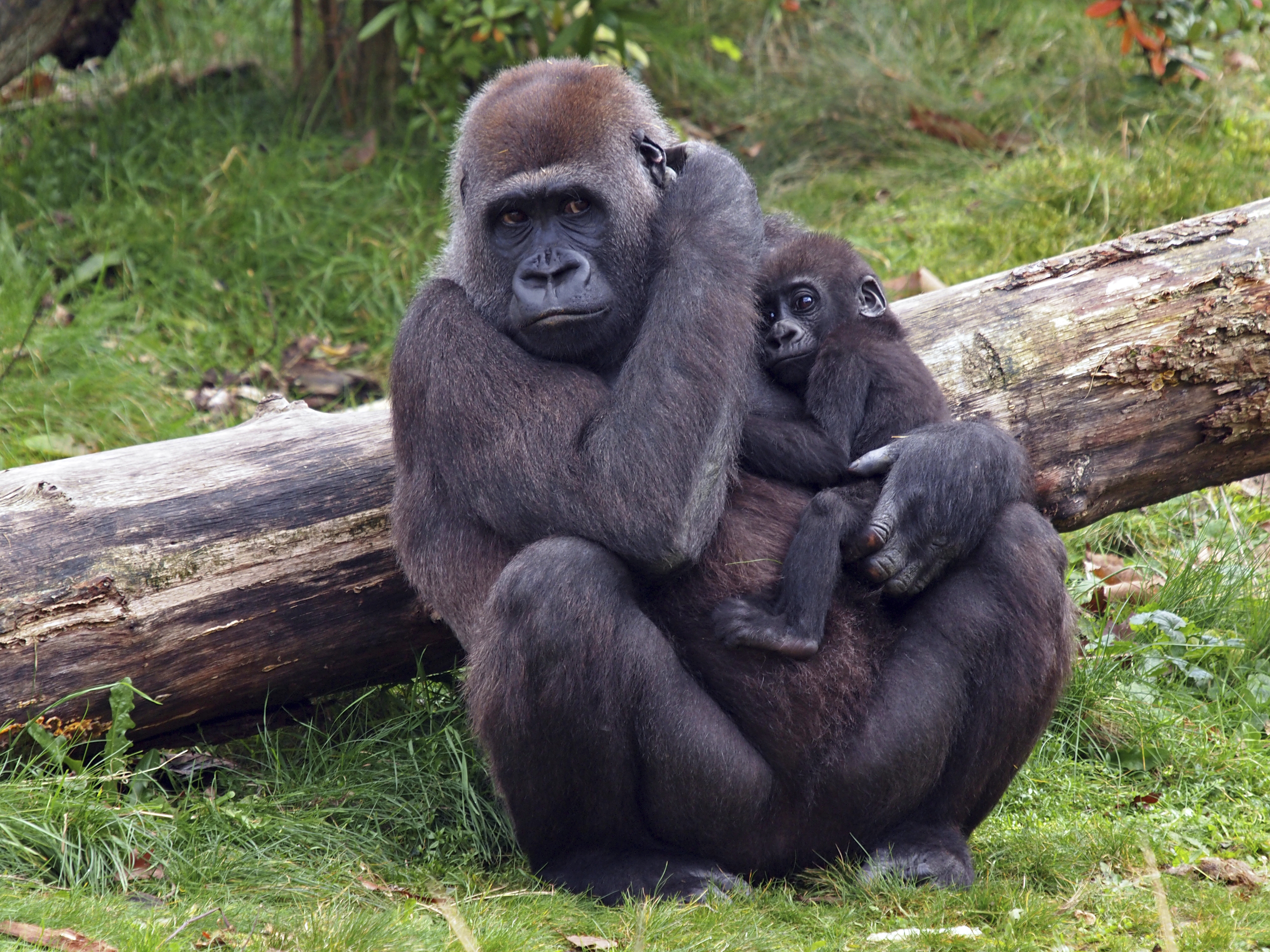 Gorilla with baby