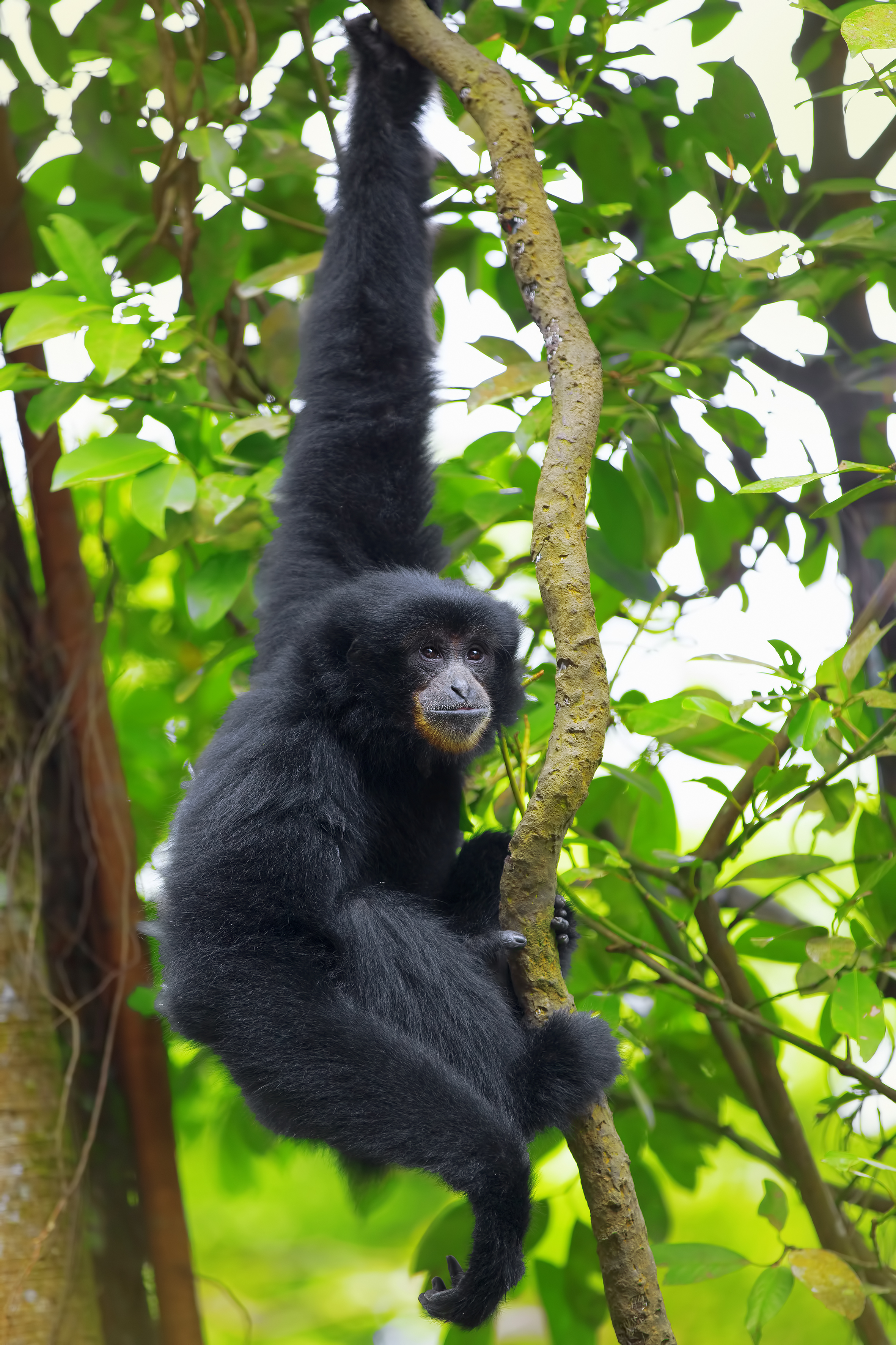 Siamang gibbon