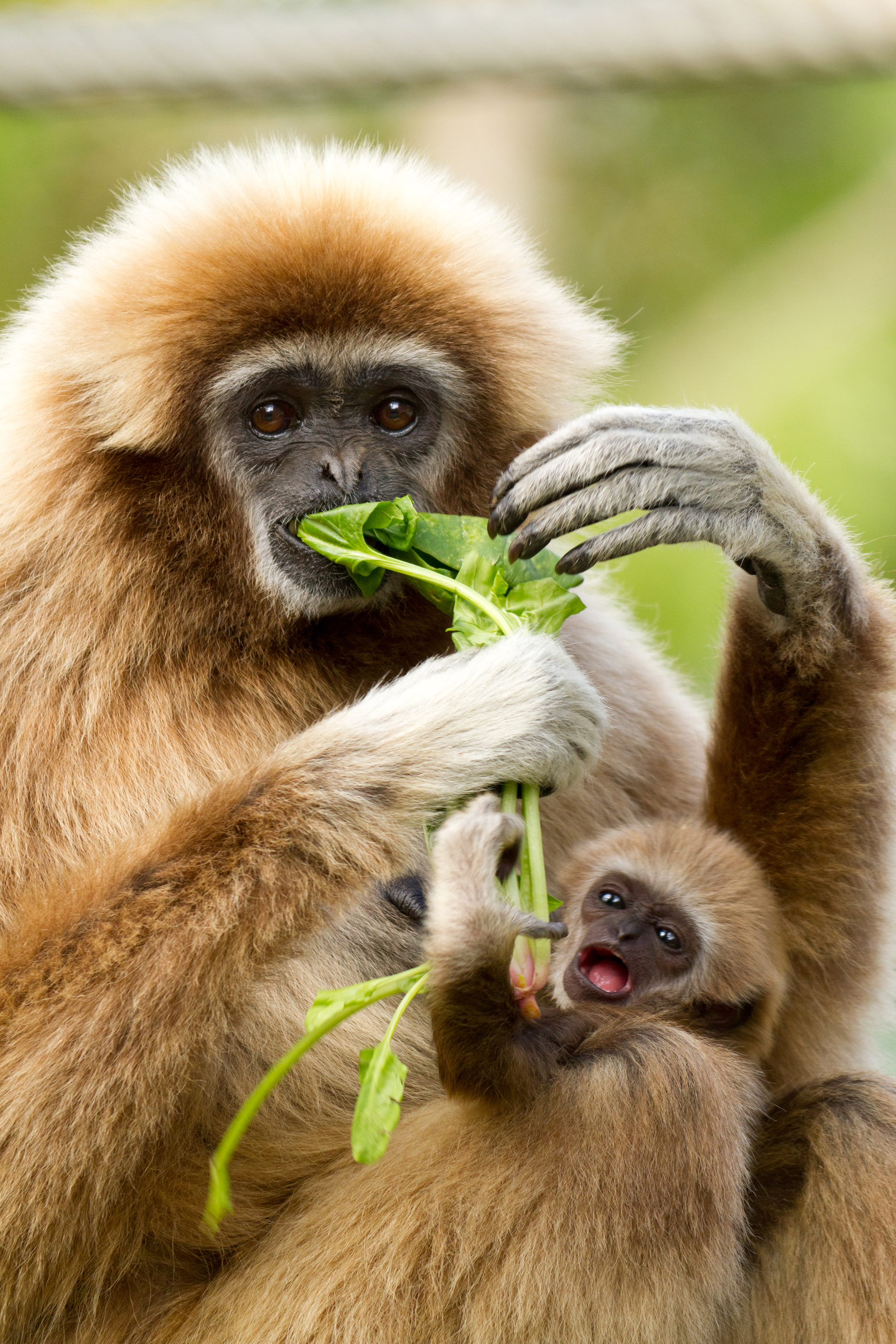 White-handed gibbon and baby eating