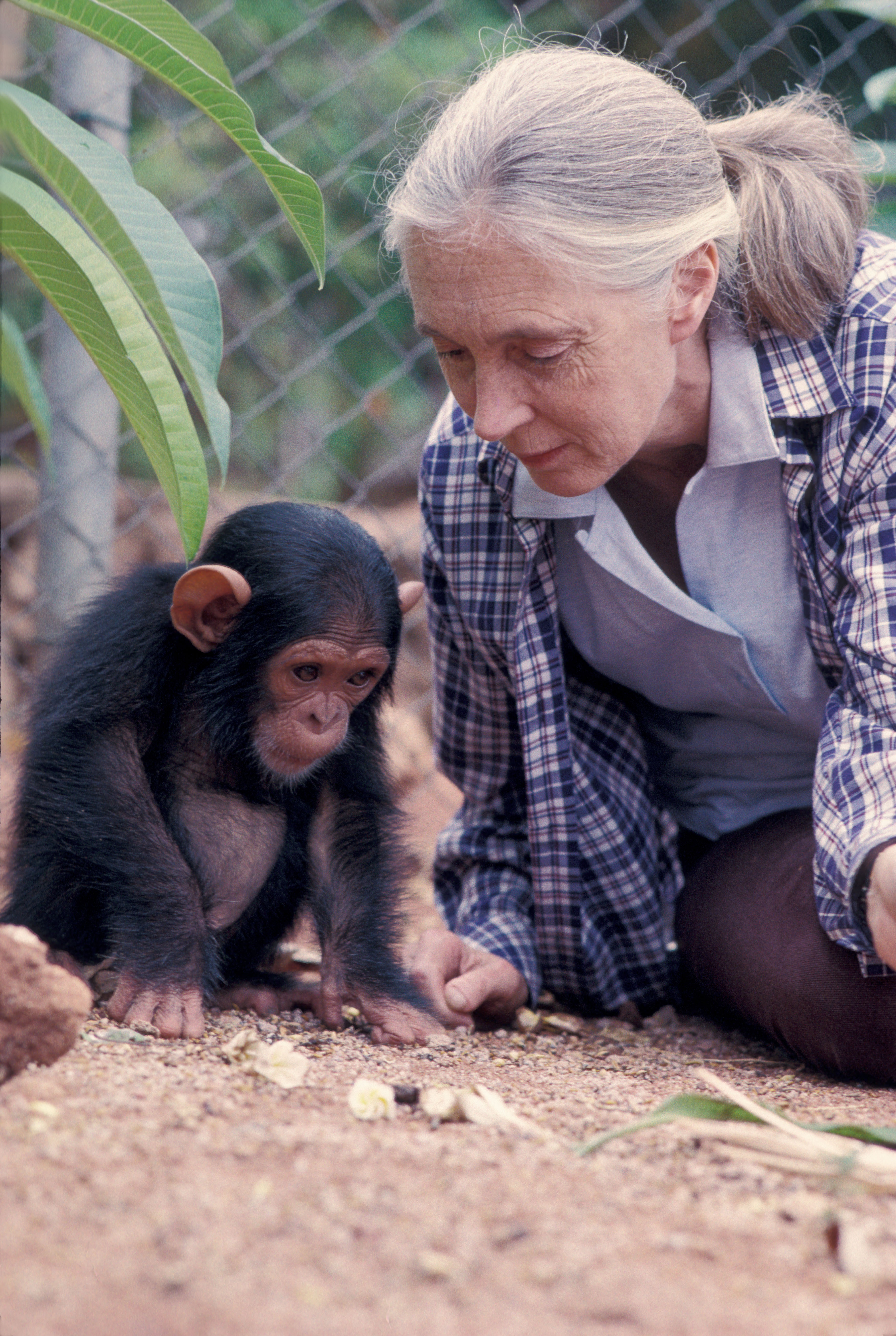 Jane Goodall with a baby chimpanzee