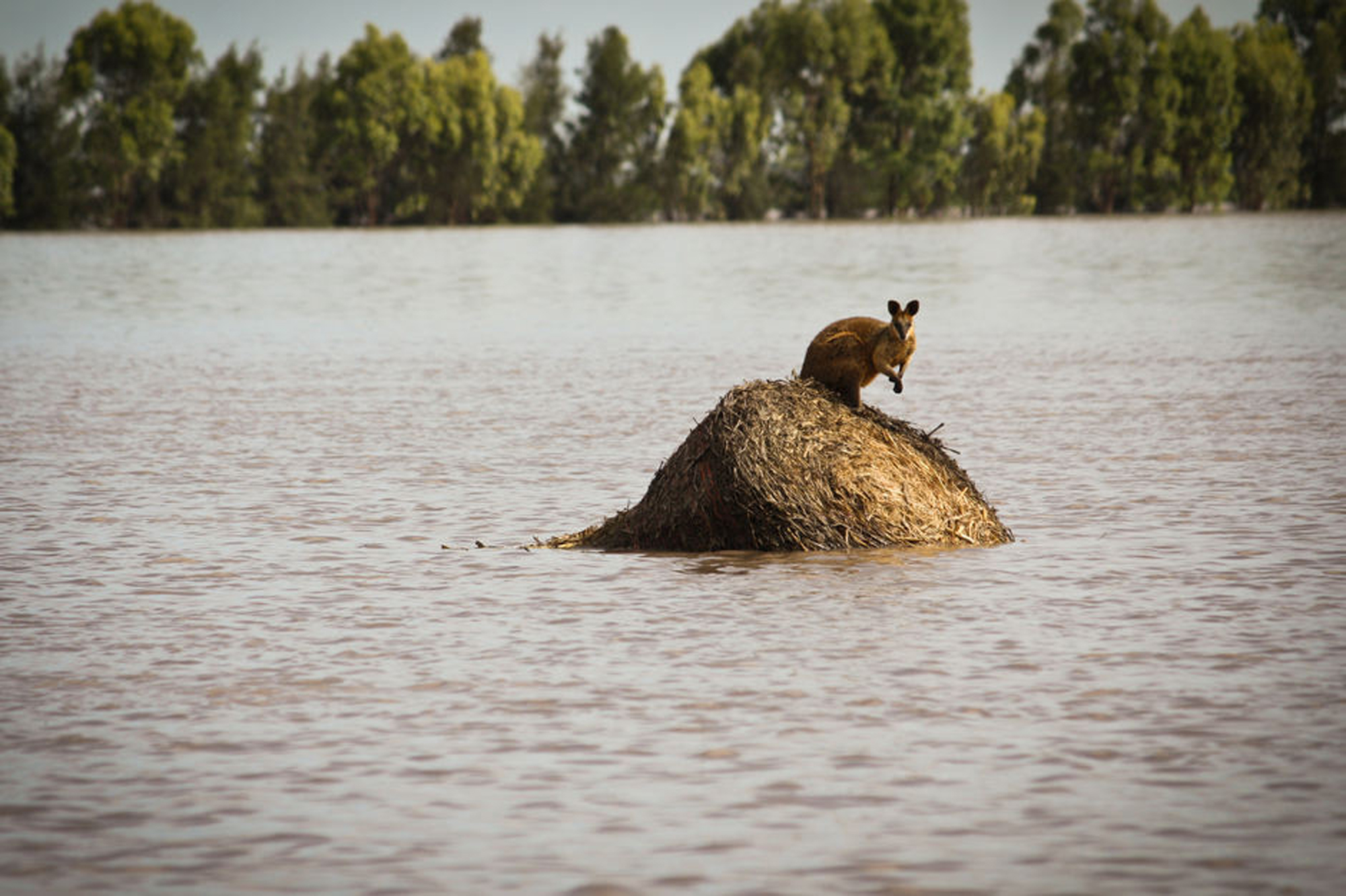 Flooding in Queensland, Australia, in 2010