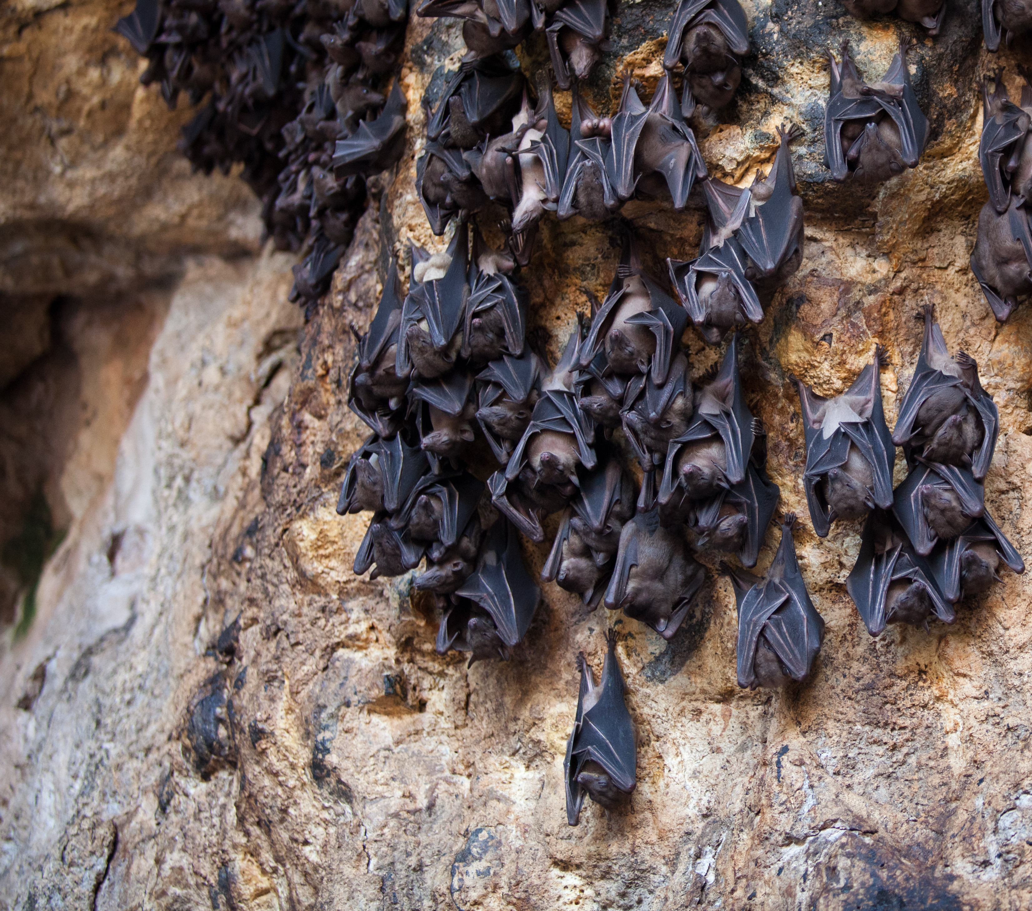 Fruit bats