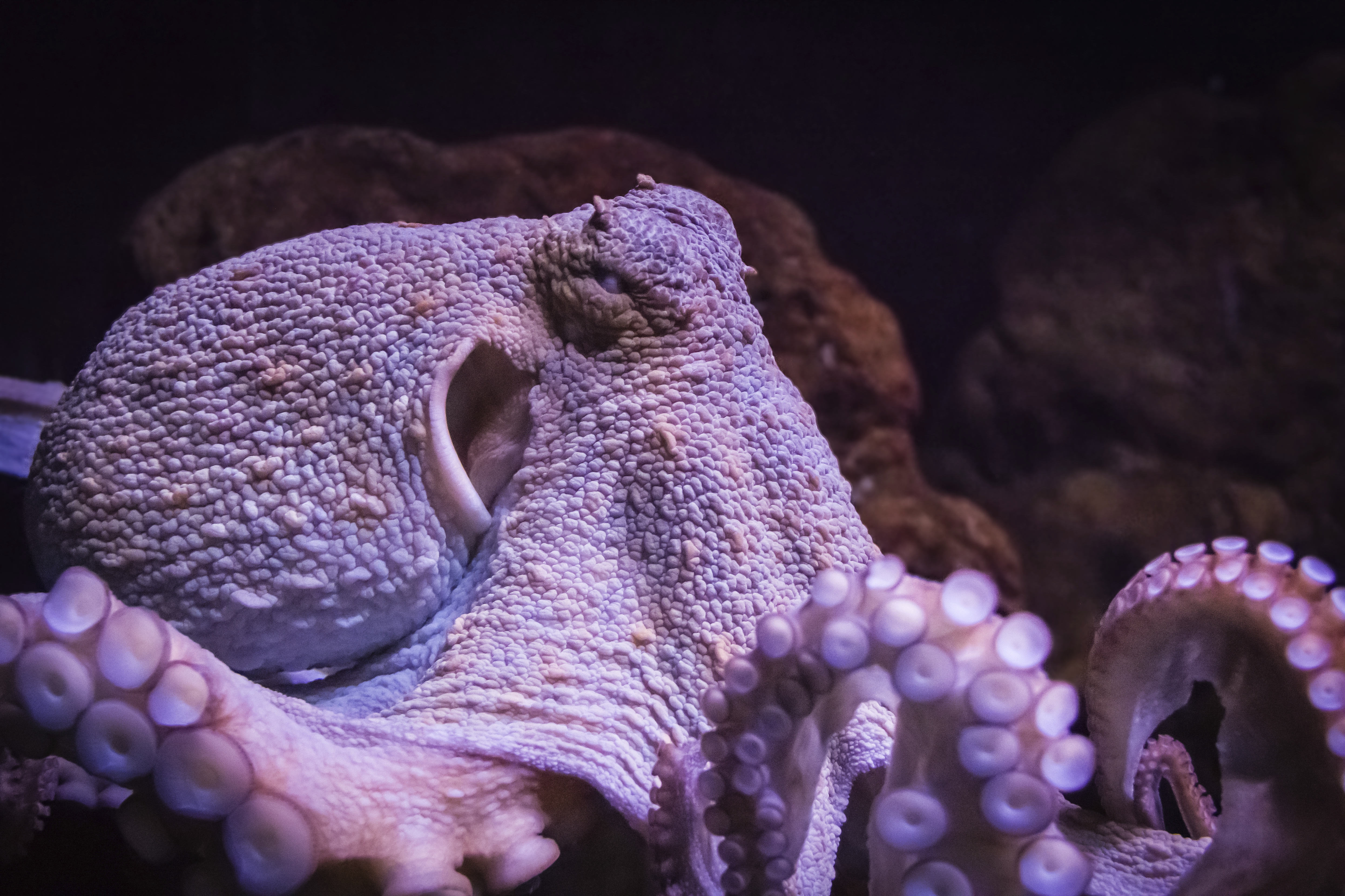 Octopus