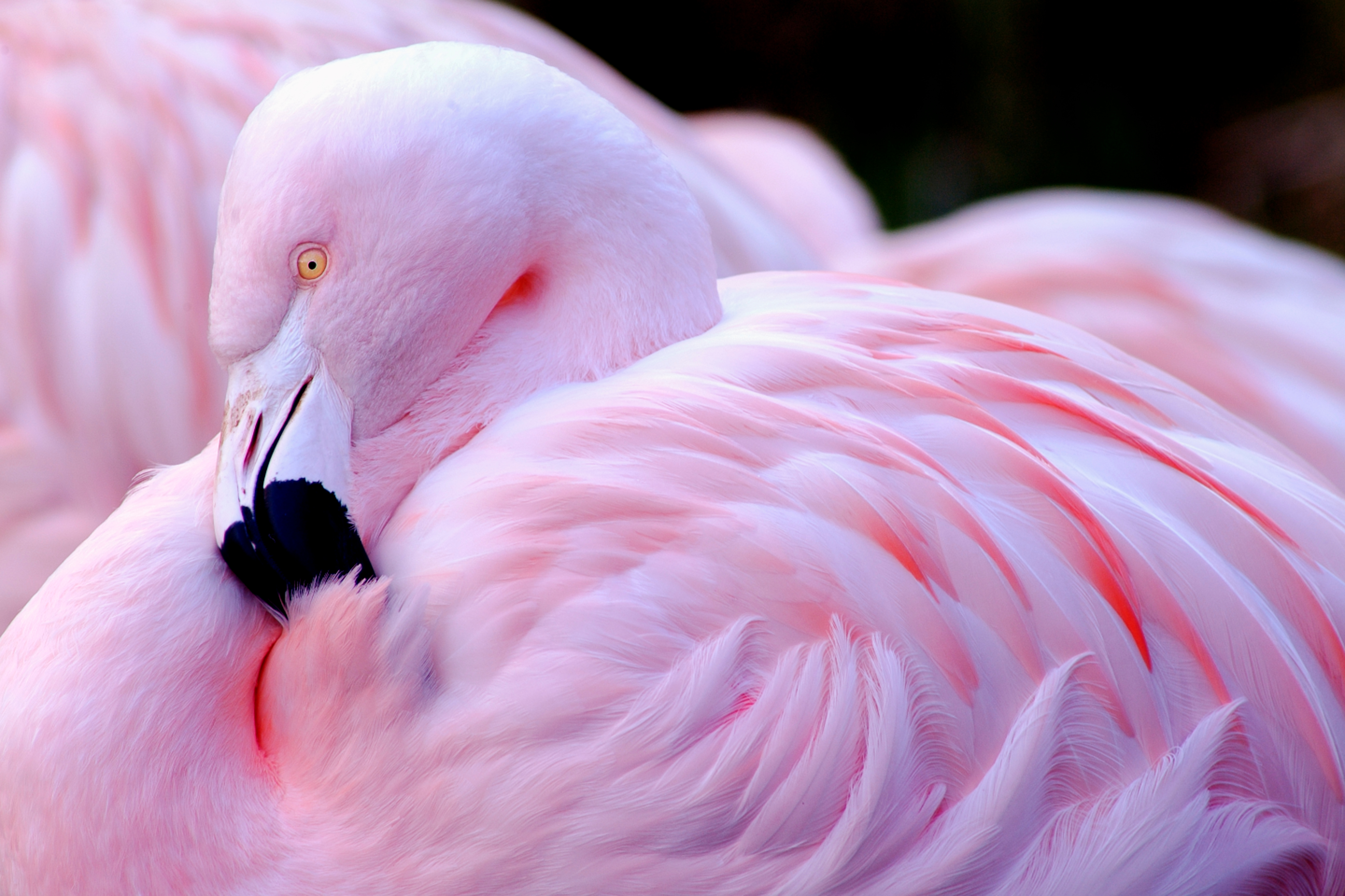 Chilean flamingo