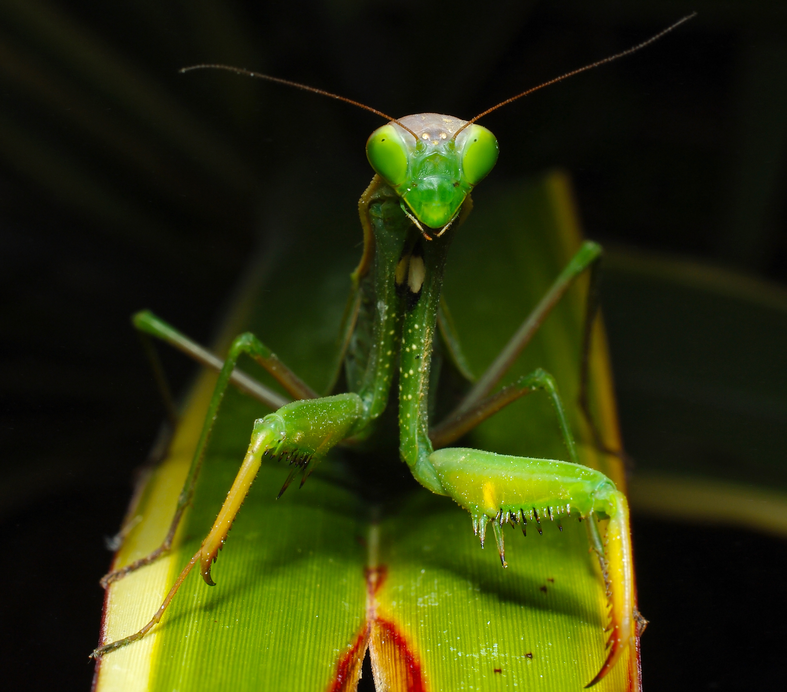 Praying mantis