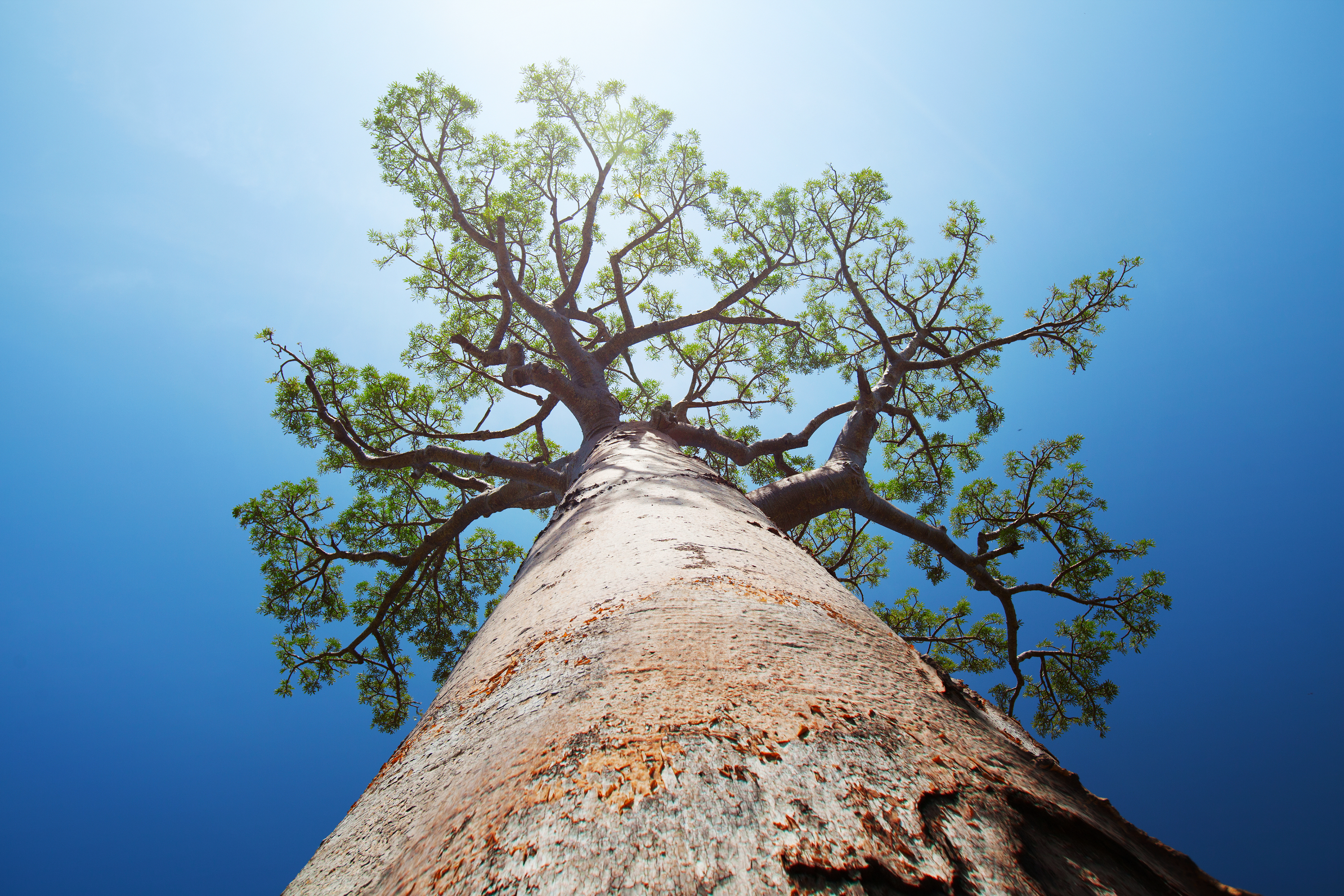 Baobab tree