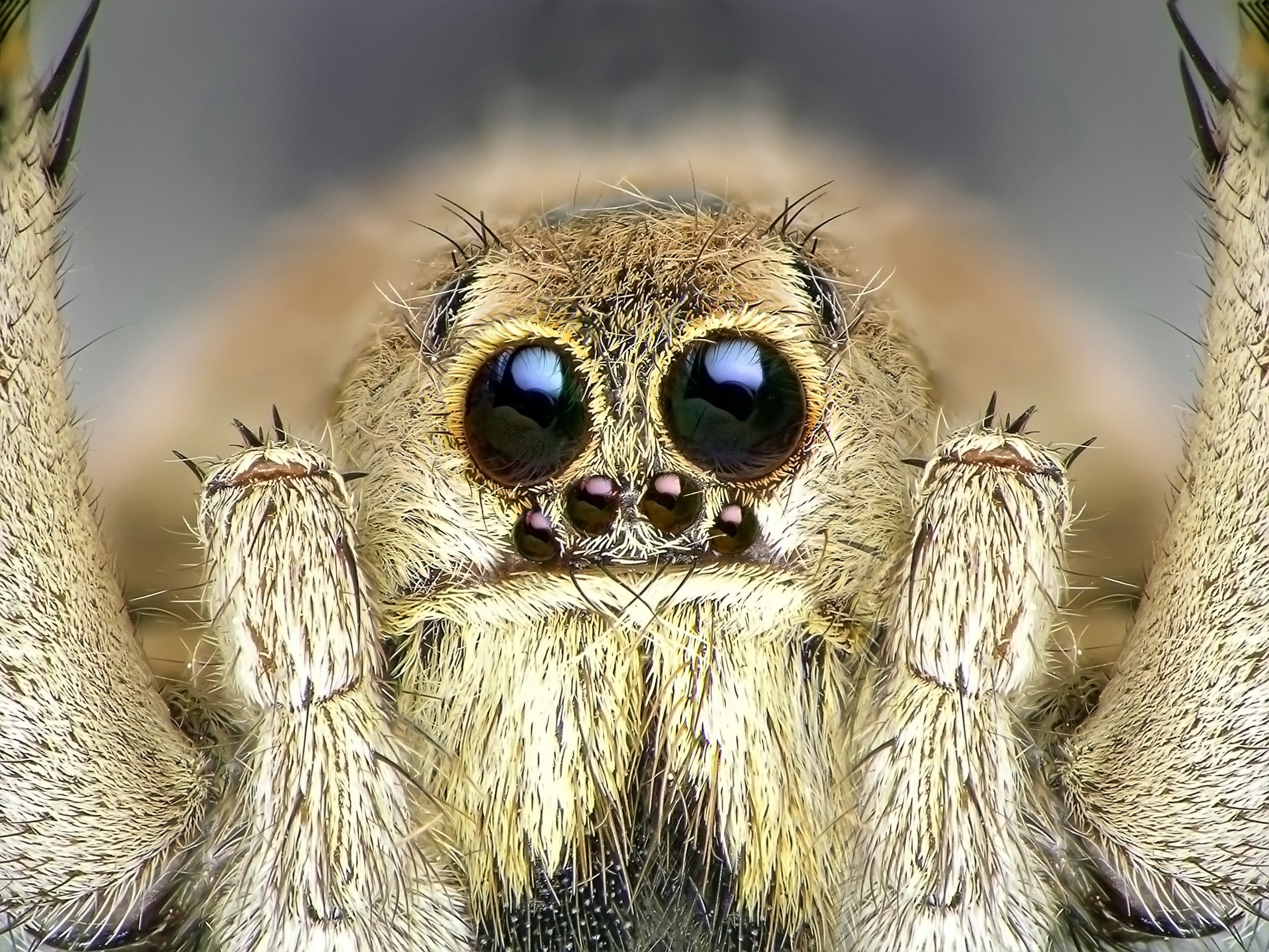 Wolf spider eyes