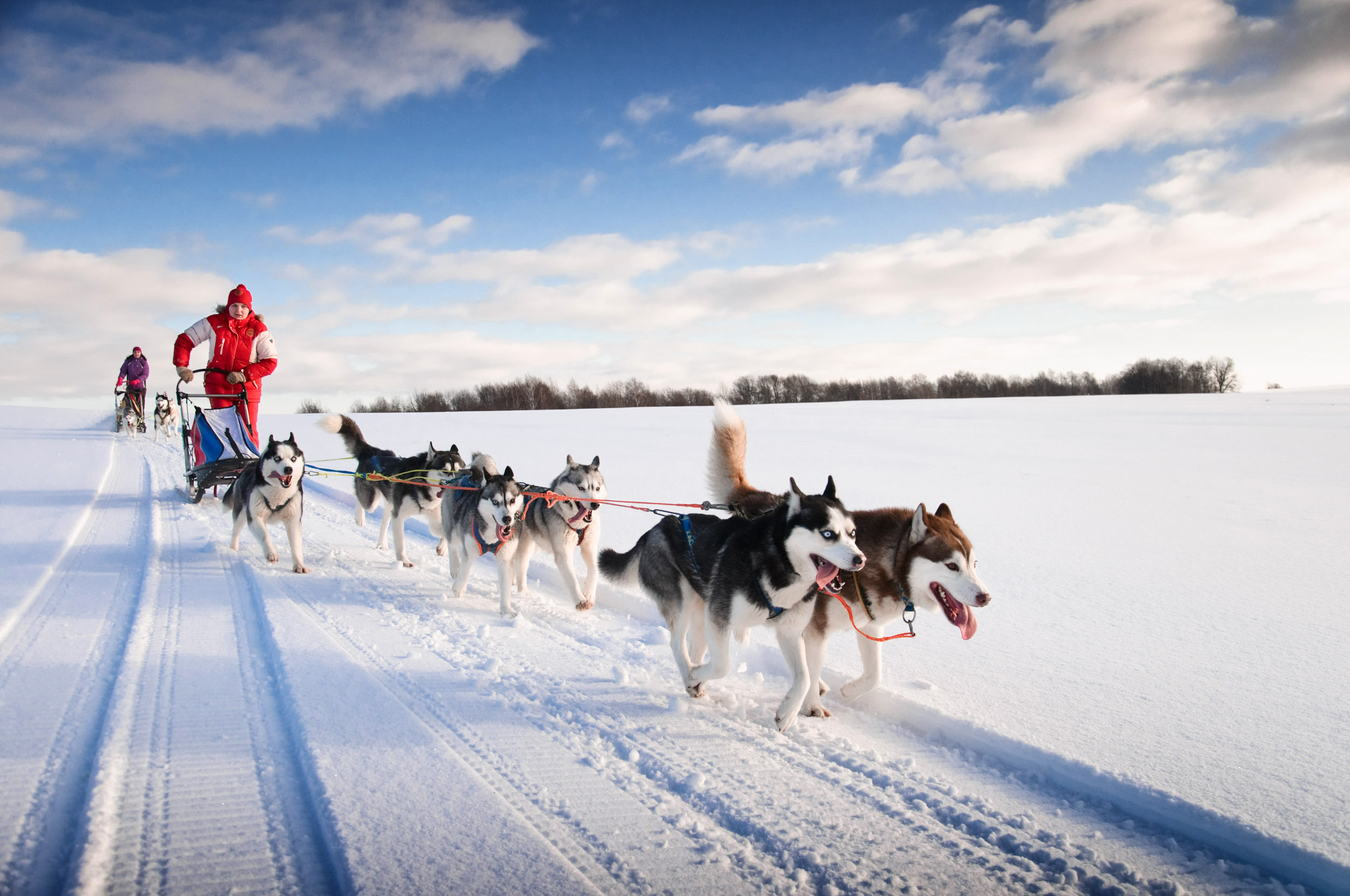 Sled dogs