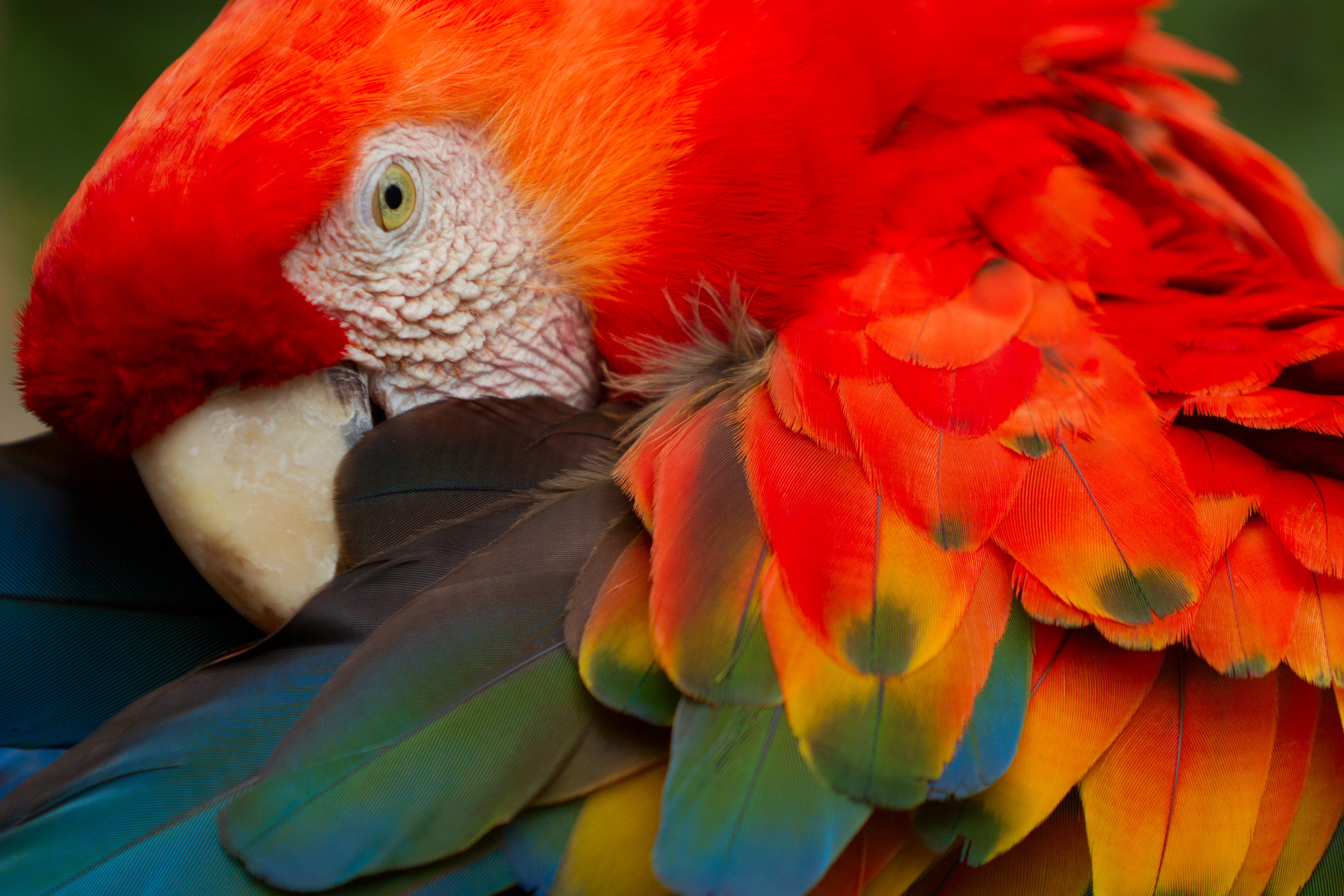 Scarlet macaw